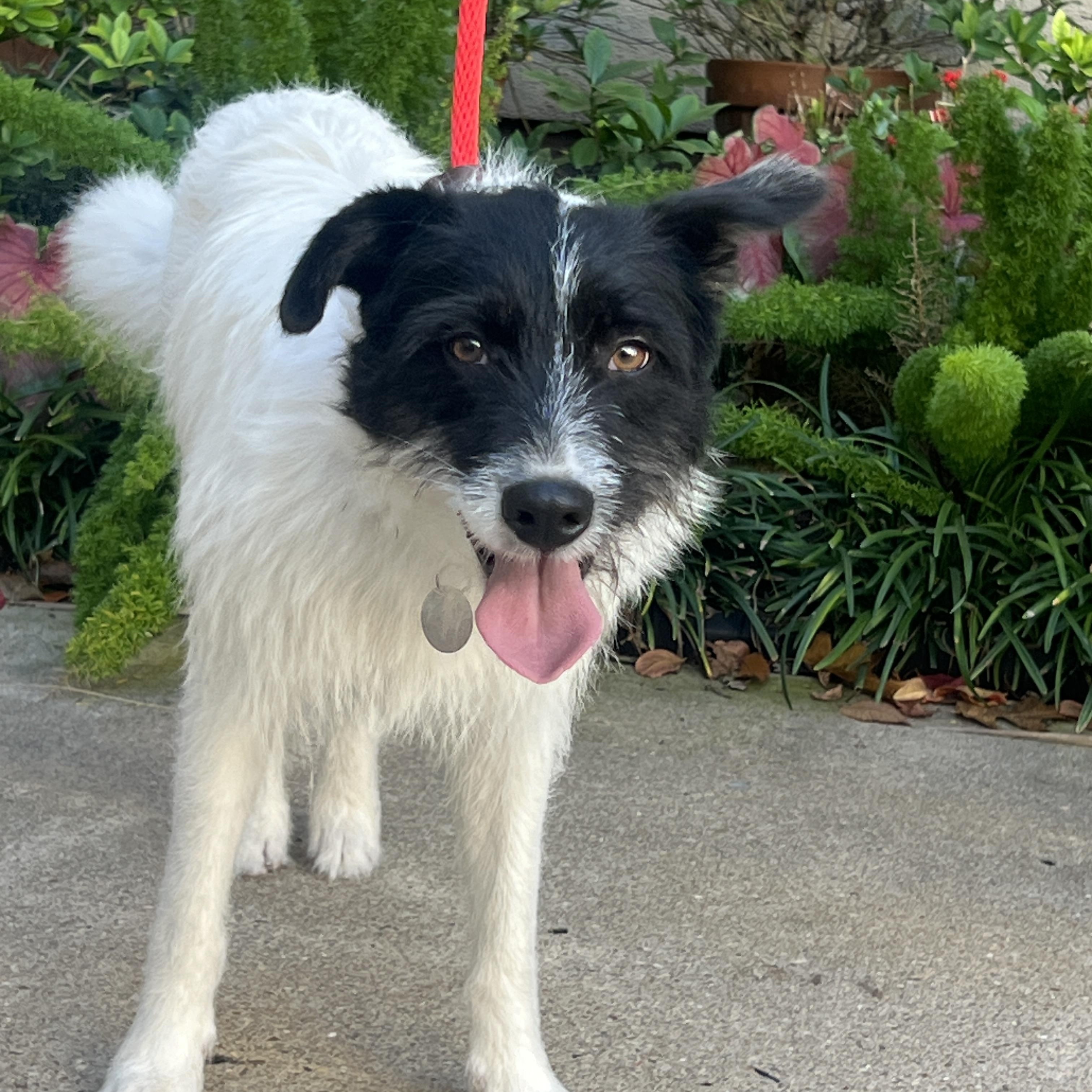 Kodak, a Adoptable mixed breed in Houston, TX image 5/6