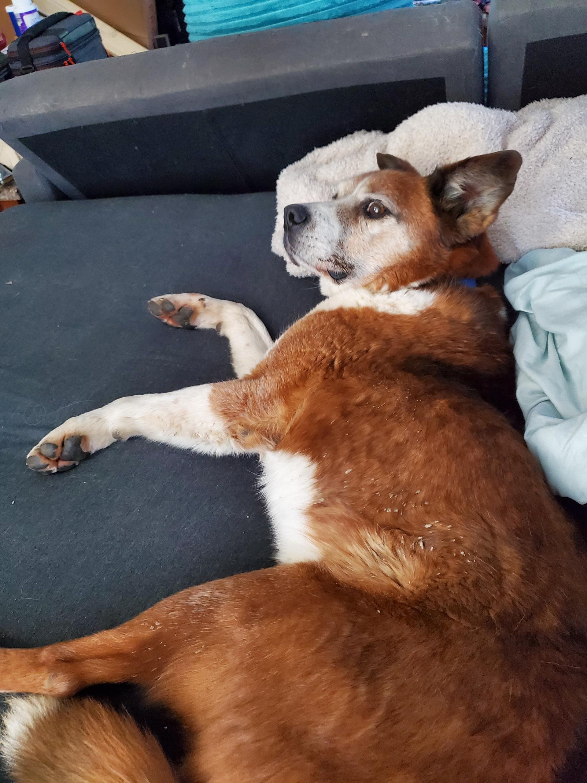 Mr General •••foster or adopt•••, Adoptable, Senior Male Beagle & Mixed Breed.