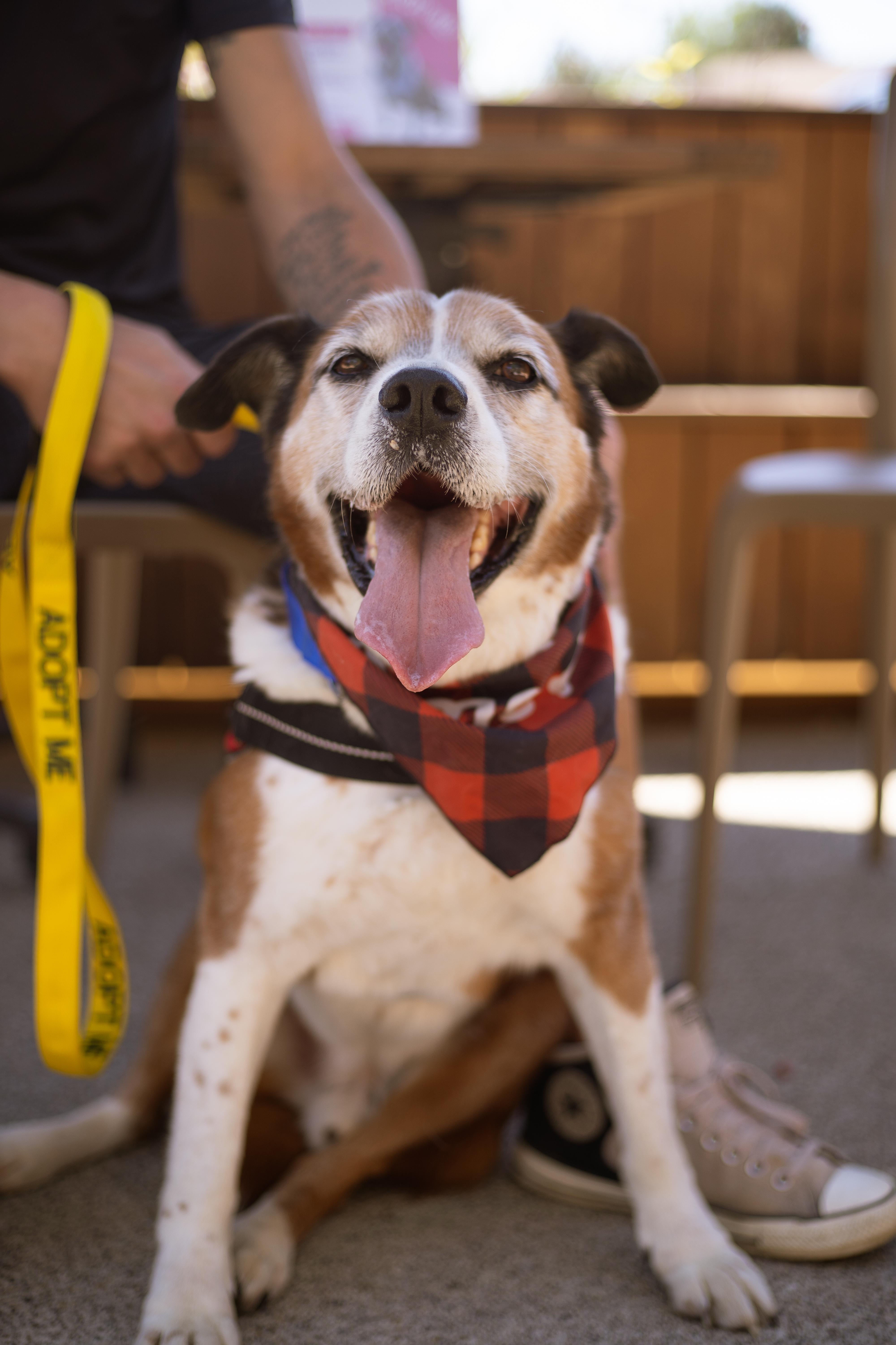 General.•••foster or adopt•••, a Adoptable mixed breed in Plain City, OH image 1/6