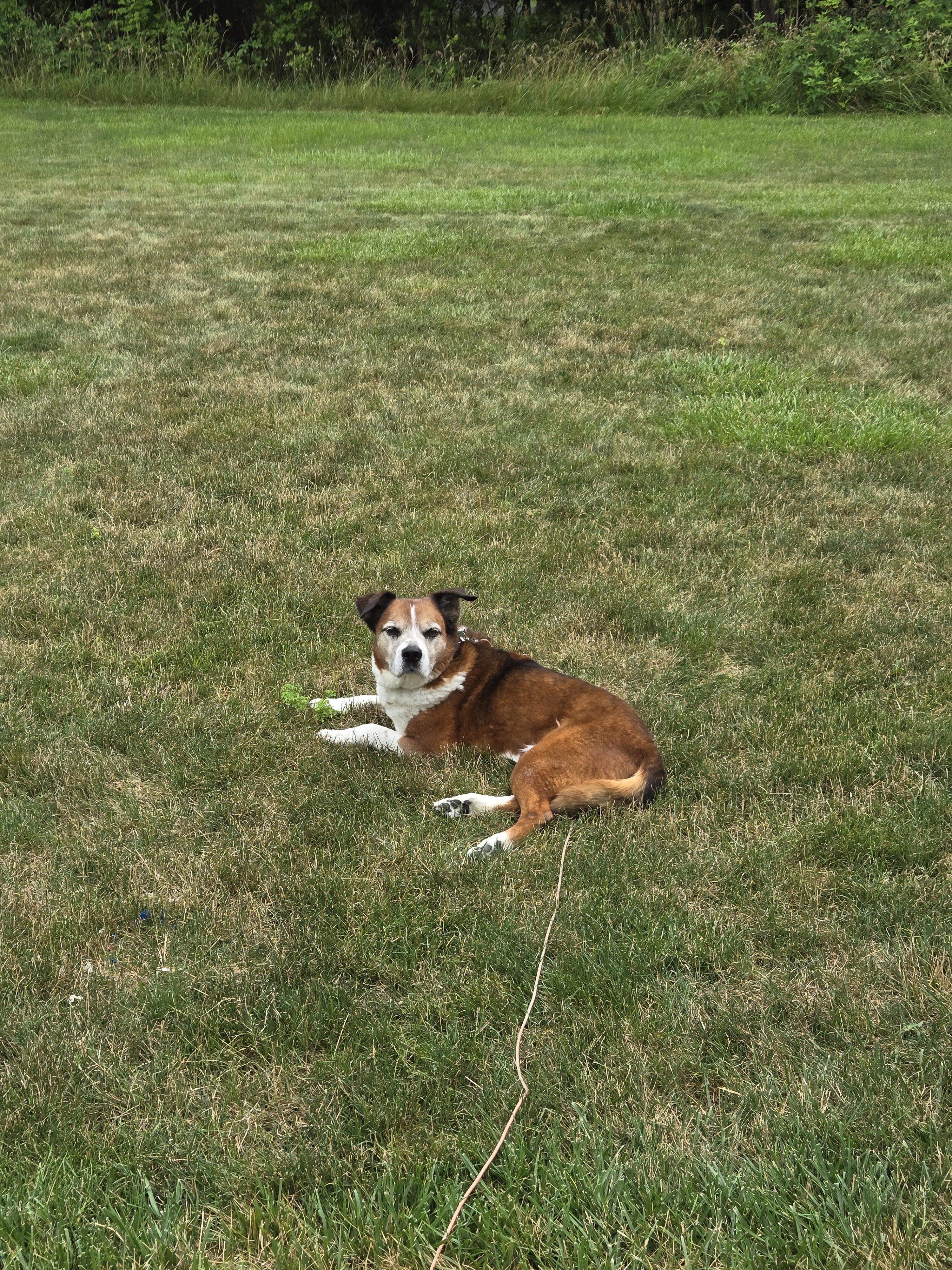 Enlarge Mr General •••foster or adopt•••, a Adoptable mixed breed in Plain City, OH image 3/5