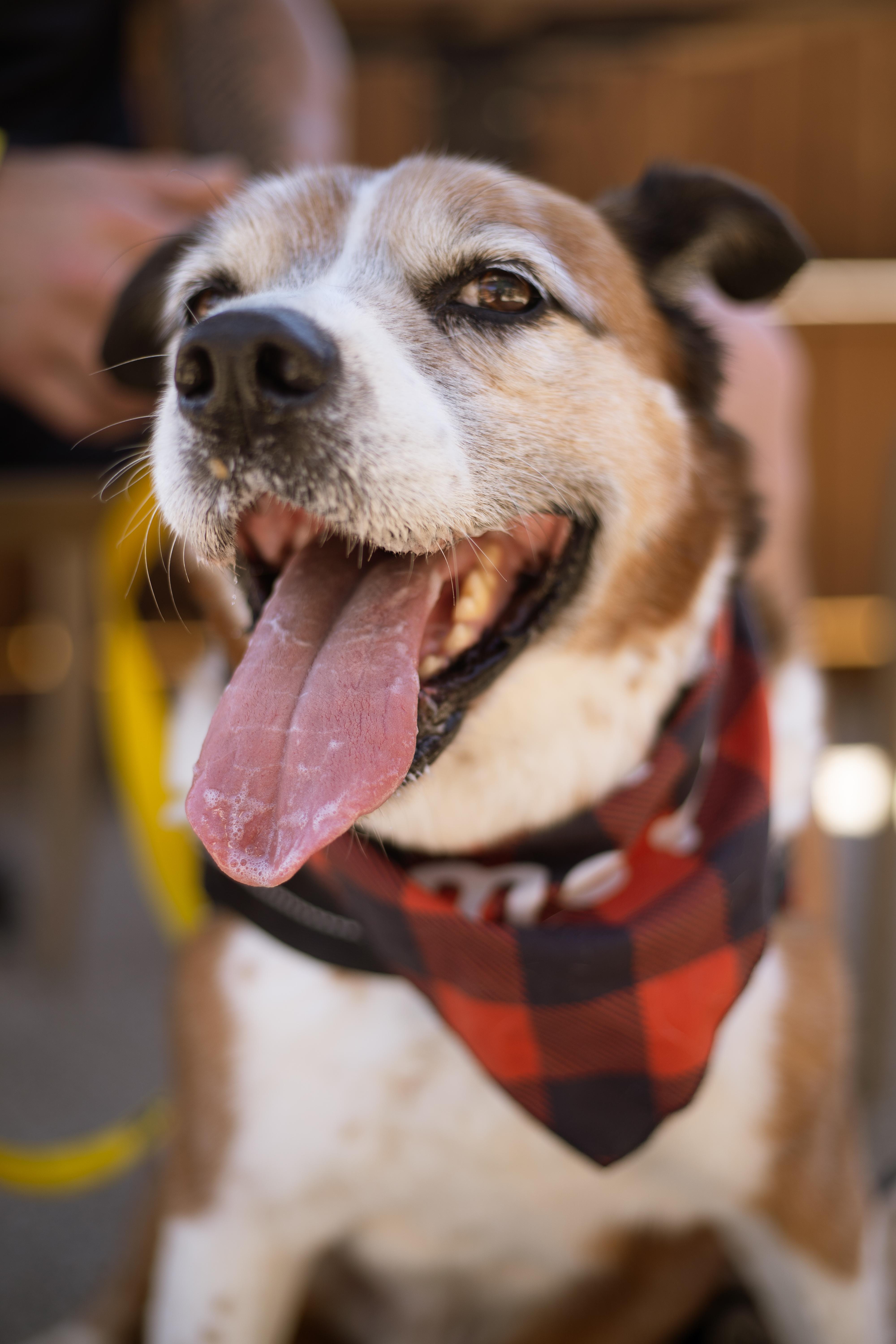 Enlarge Mr General •••foster or adopt•••, a Adoptable mixed breed in Plain City, OH image 4/5