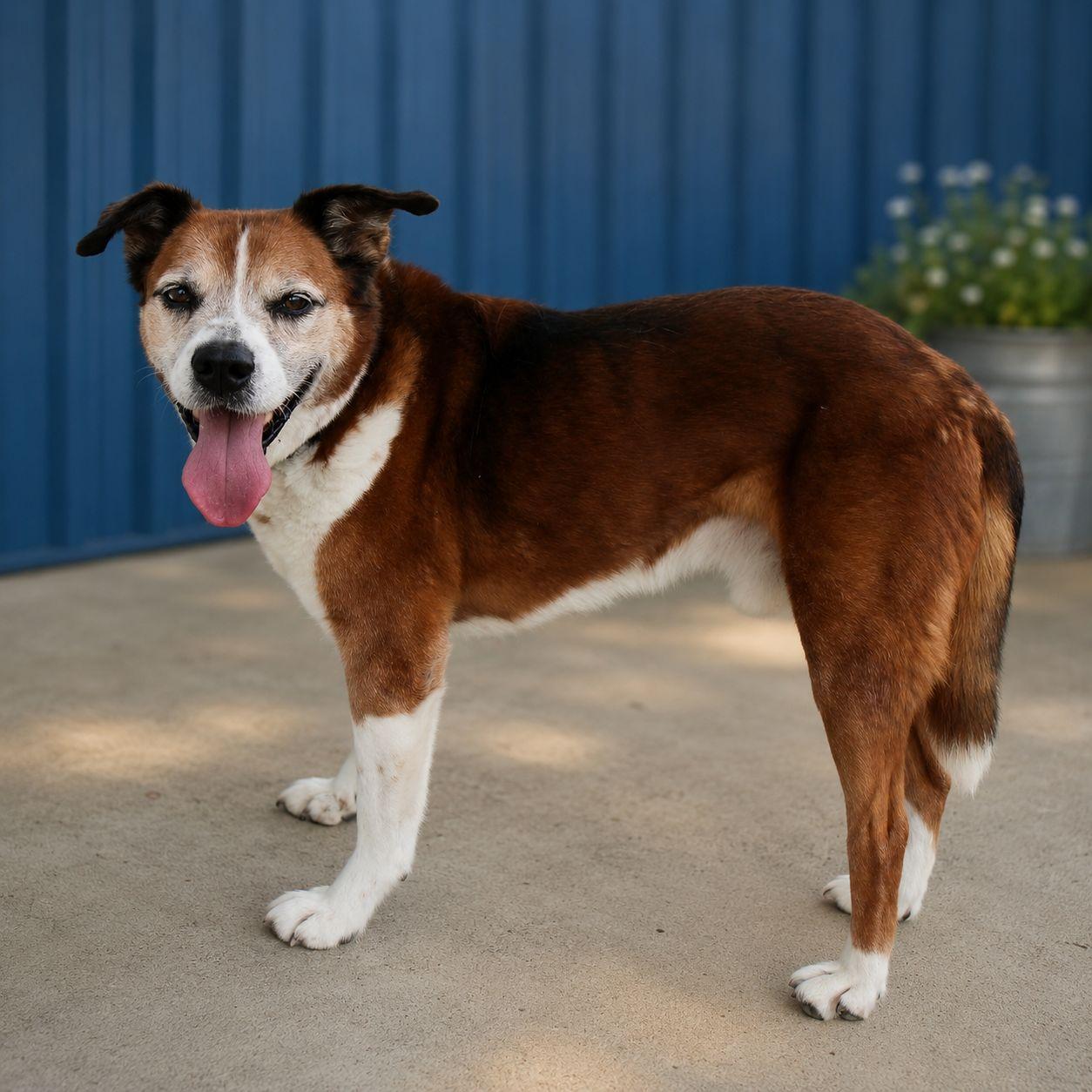Mr General ***foster or adopt***, a Adoptable mixed breed in Plain City, OH image 4/5