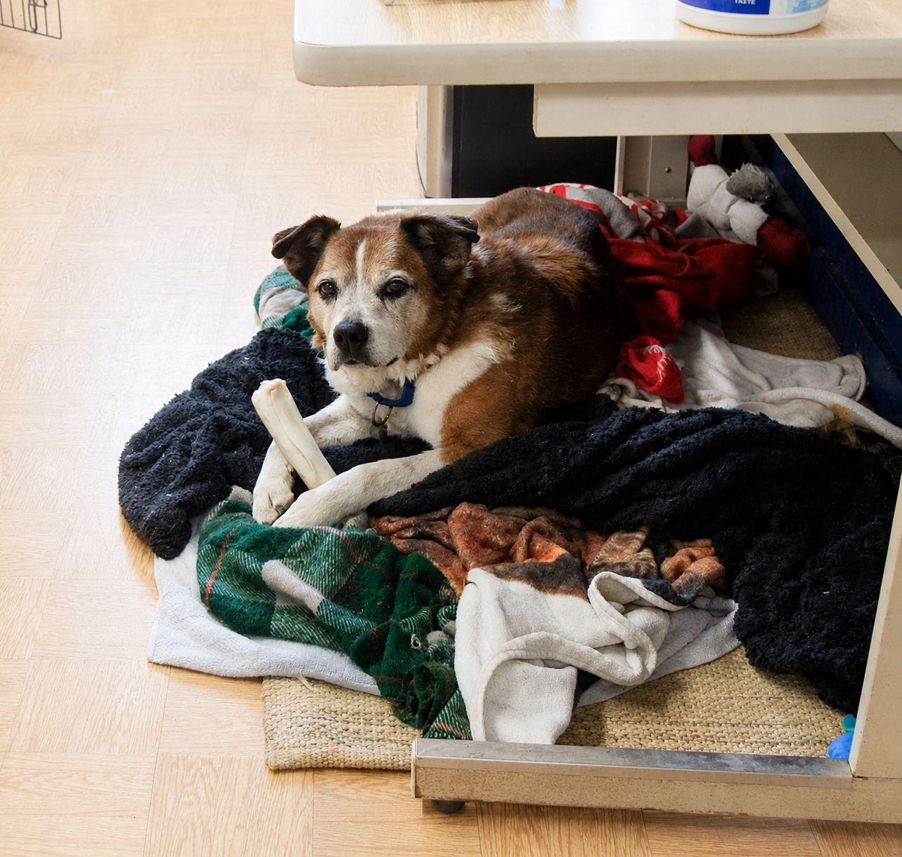 Mr General •••foster or adopt•••, a Adoptable mixed breed in Plain City, OH image 3/6