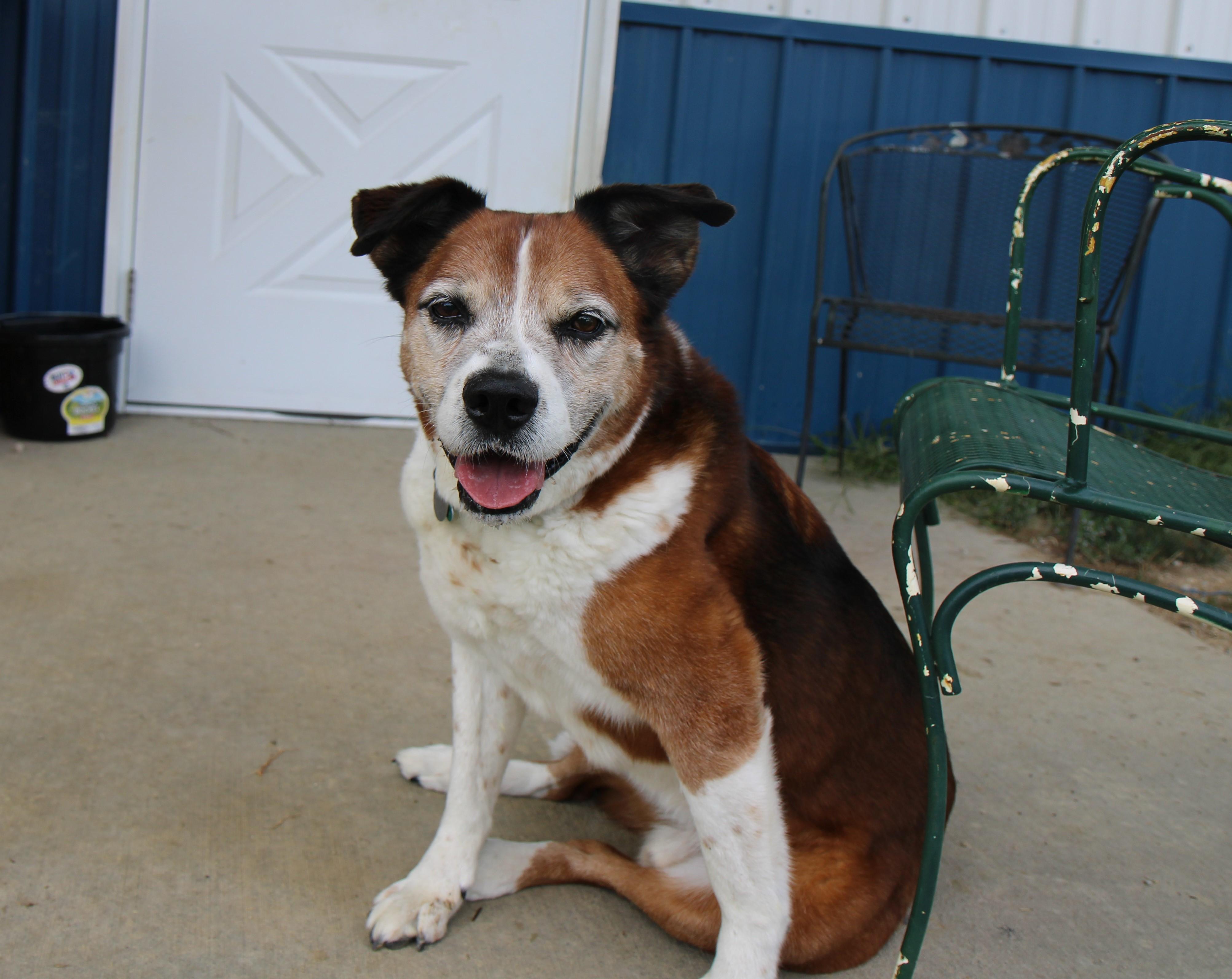 General.•••foster or adopt•••, a Adoptable mixed breed in Plain City, OH image 2/6