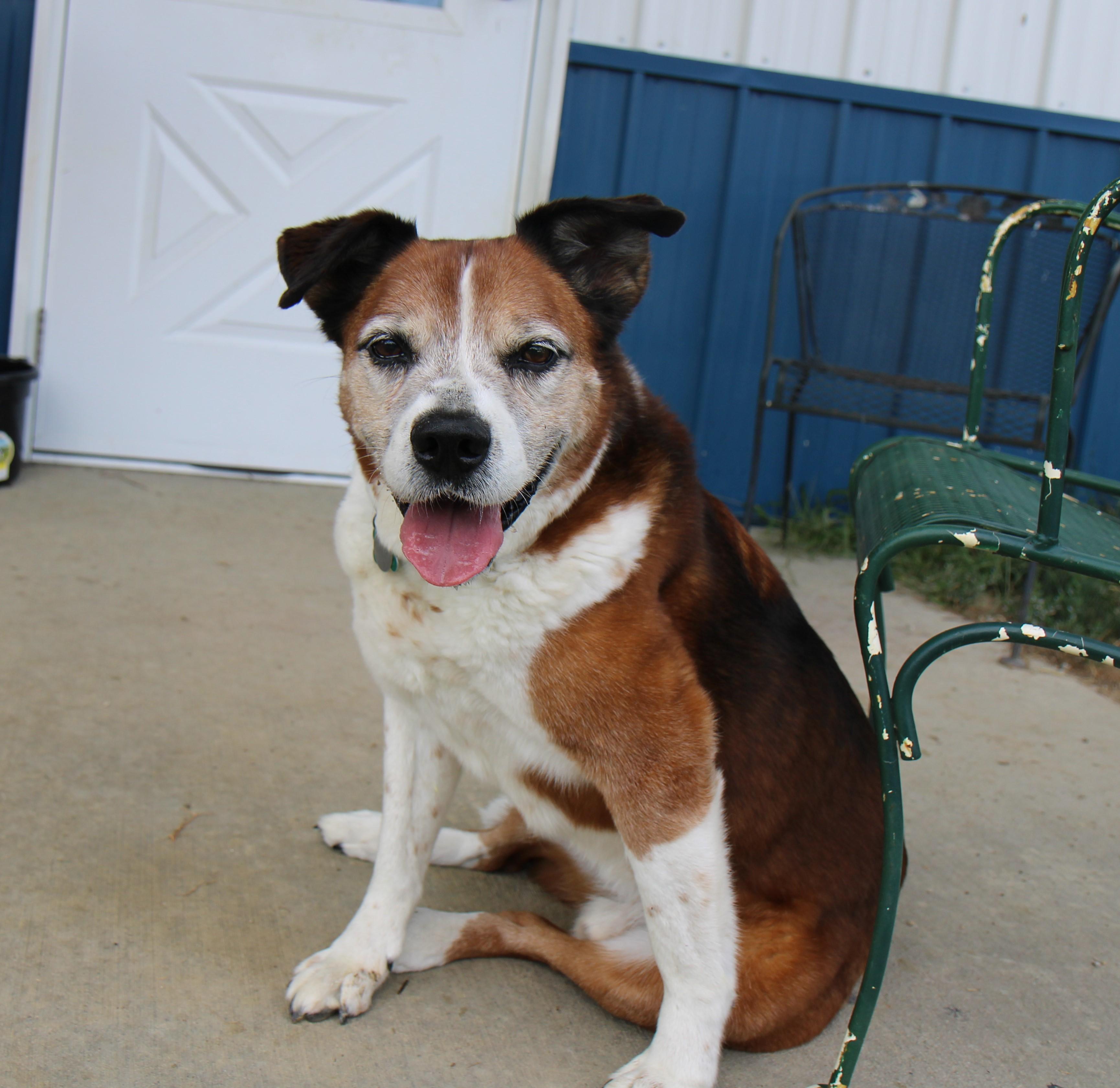 Mr General •••foster or adopt•••, a Adoptable mixed breed in Plain City, OH image 5/6