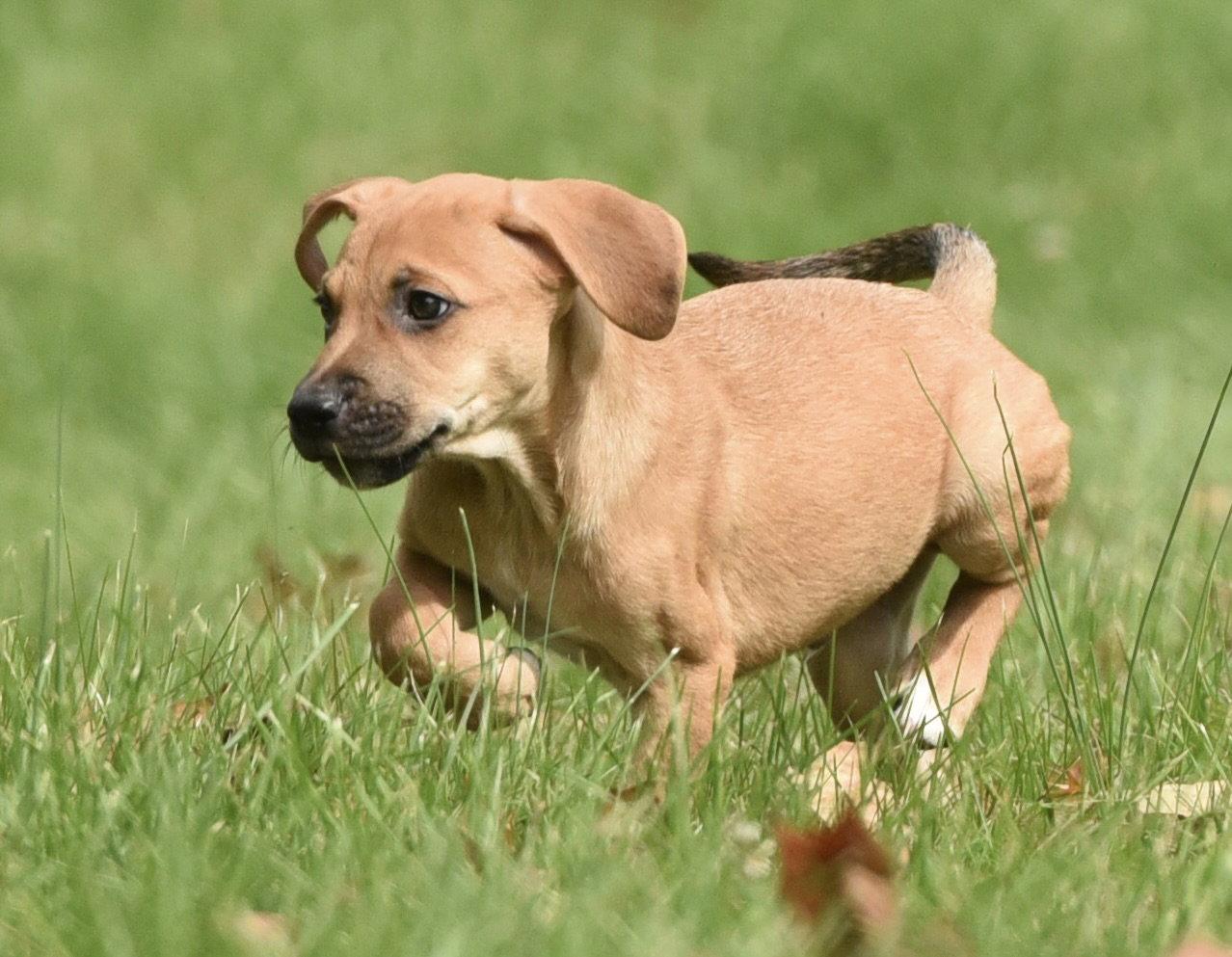 Lucian, Adoptable, Puppy Male Beagle & Australian Shepherd.