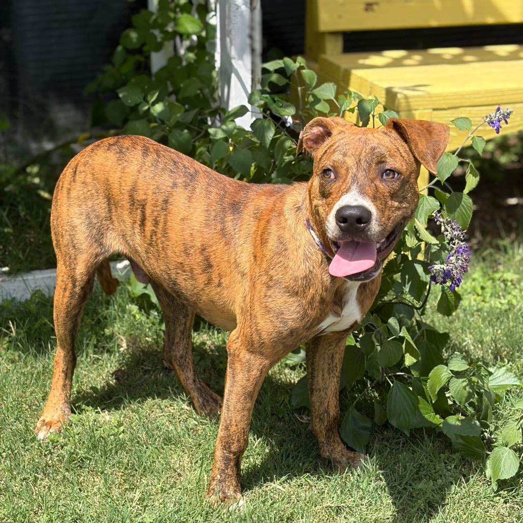 Enlarge Toodles 26-06-023, a Adoptable Pit Bull Terrier in Bastrop, TX image 2/6