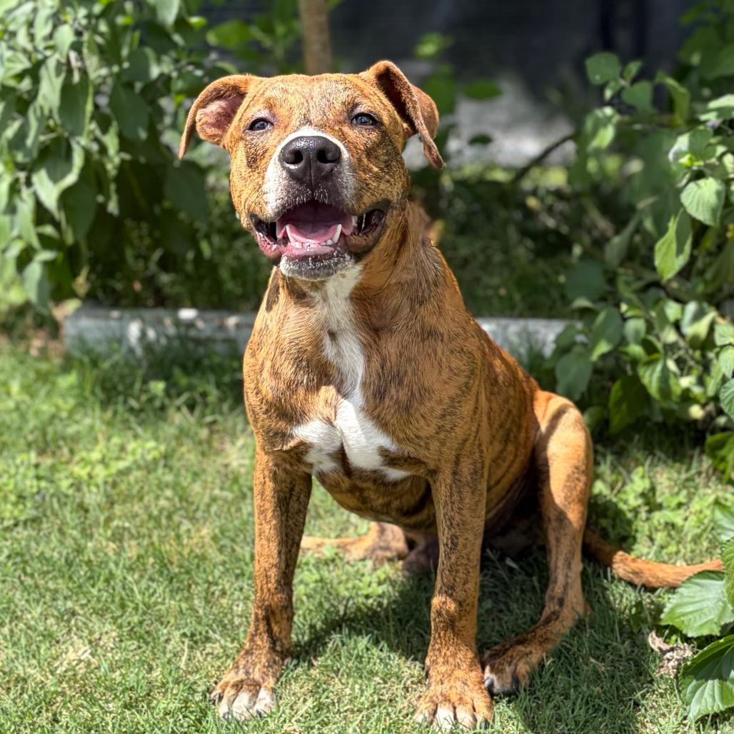 Enlarge Toodles 26-06-023, a Adoptable Pit Bull Terrier in Bastrop, TX image 3/6