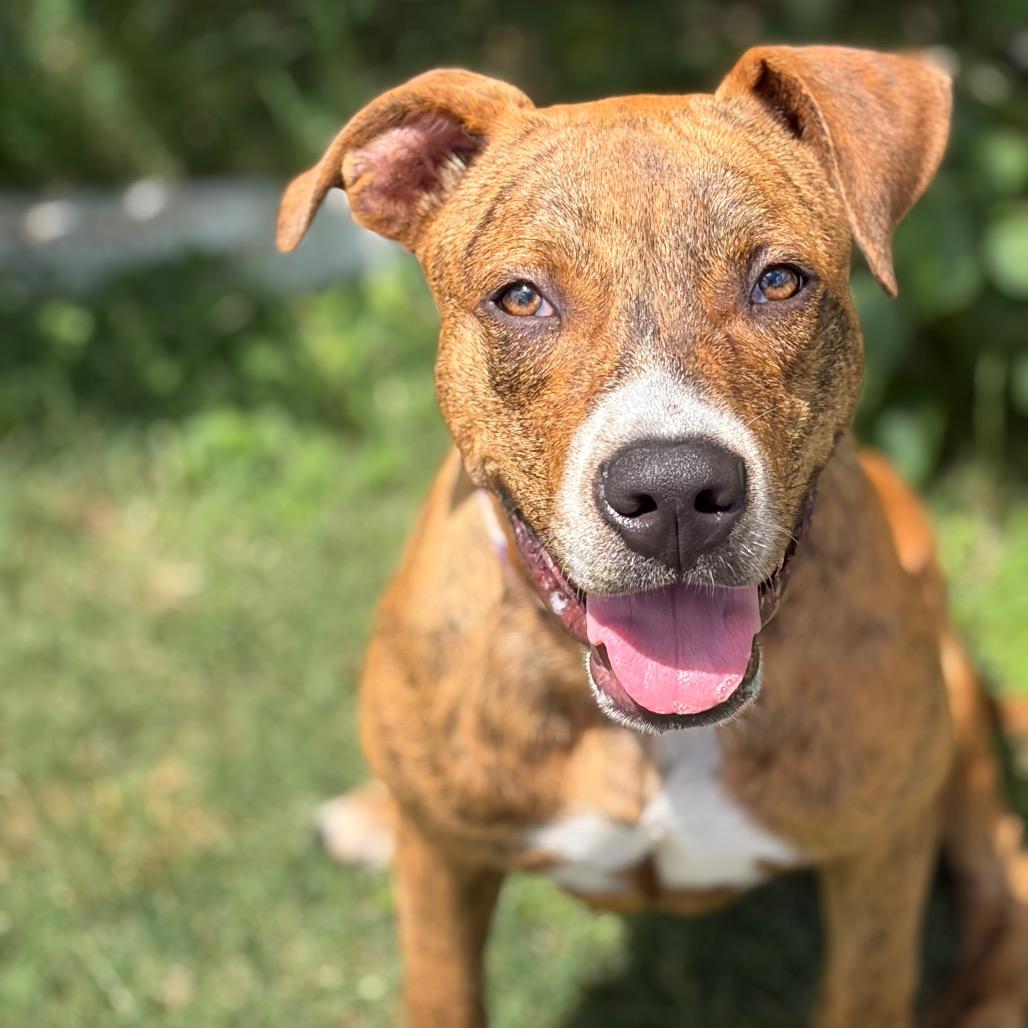 Enlarge Toodles 26-06-023, a Adoptable Pit Bull Terrier in Bastrop, TX image 4/6