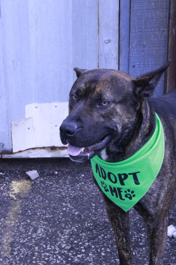 Enlarge Jake, a Adoptable mixed breed in Dyersburg, TN image 1/3