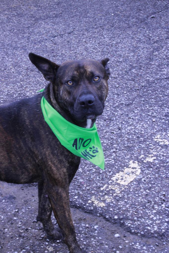 Enlarge Jake, a Adoptable mixed breed in Dyersburg, TN image 2/3