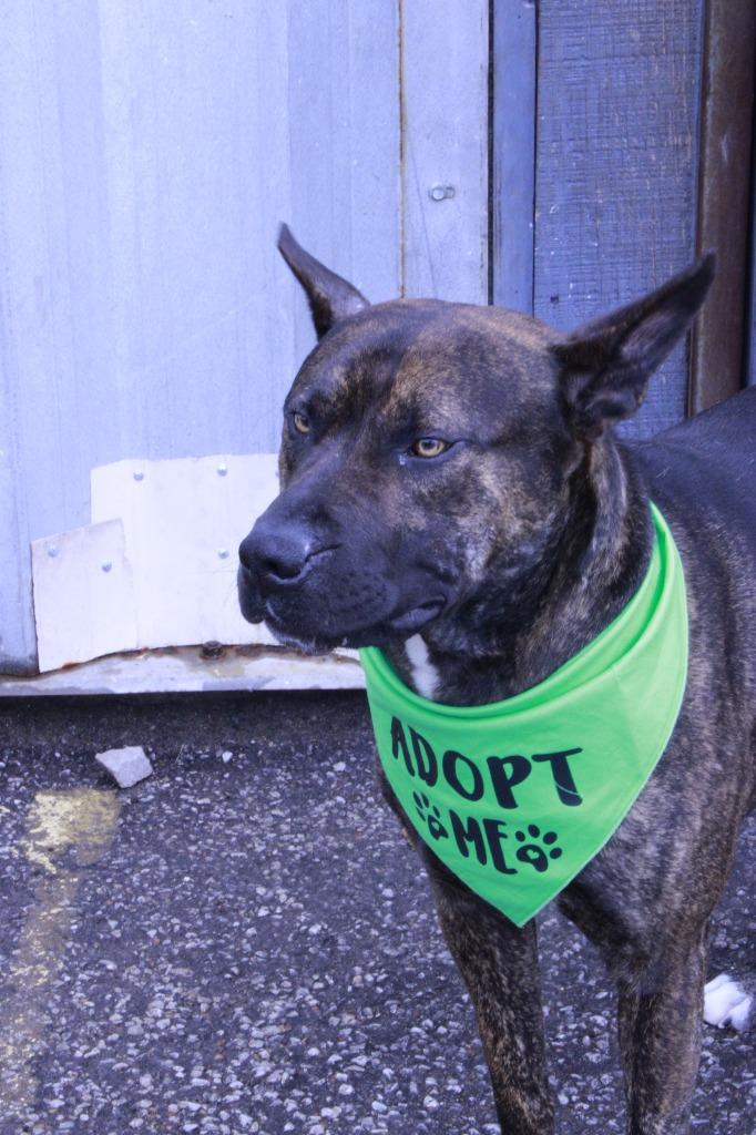 Enlarge Jake, a Adoptable mixed breed in Dyersburg, TN image 3/3