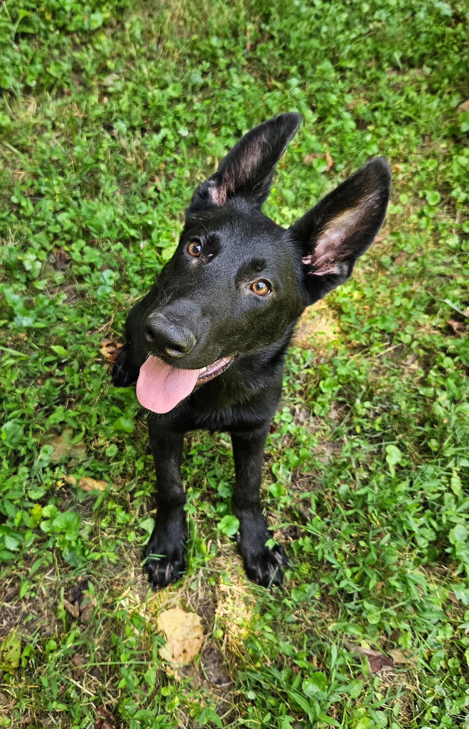 Lady PawPaw, Adopted, Puppy Female German Shepherd Dog.