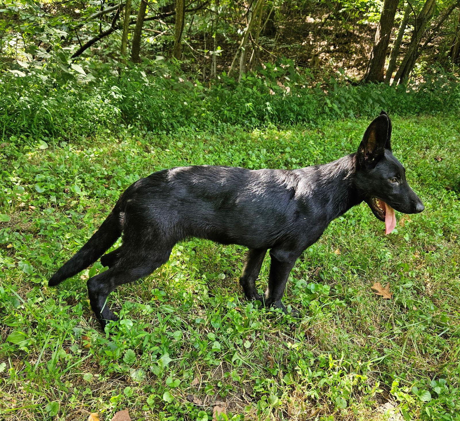 Enlarge Lady PawPaw, a Adopted German Shepherd Dog in Louisville, KY image 2/3