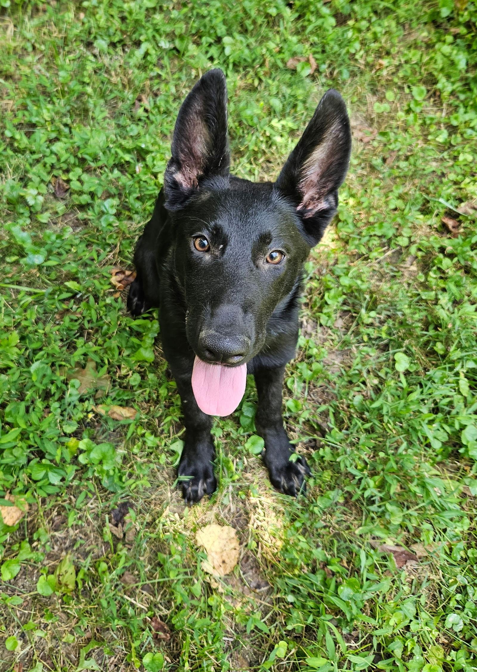 Enlarge Lady PawPaw, a Adopted German Shepherd Dog in Louisville, KY image 3/3