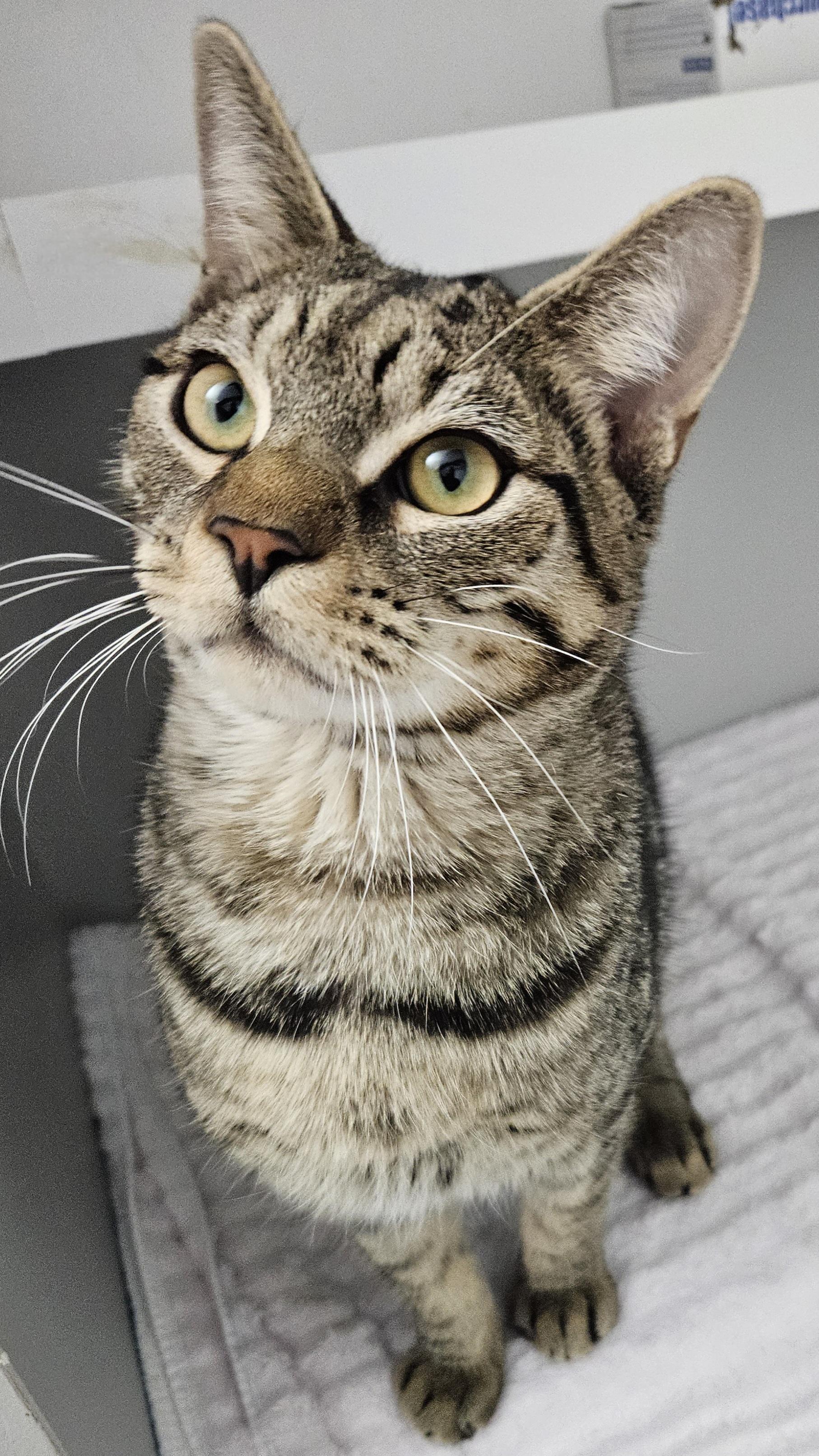 Kelby, an adopted mixed breed in Hartford, CT image 3/4