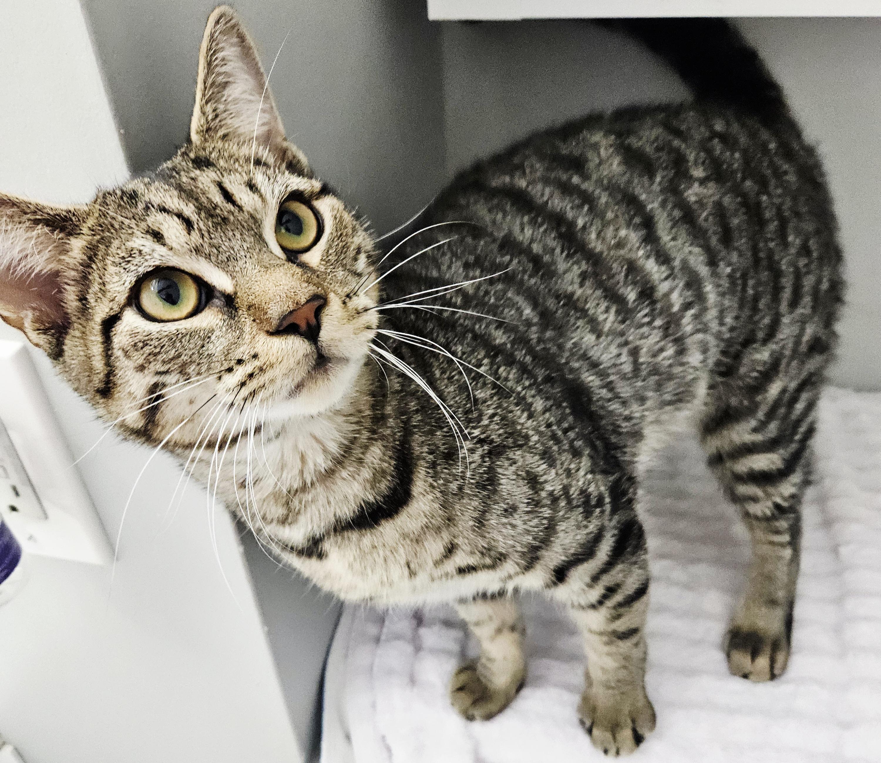 Kelby, an adopted mixed breed in Hartford, CT image 2/4