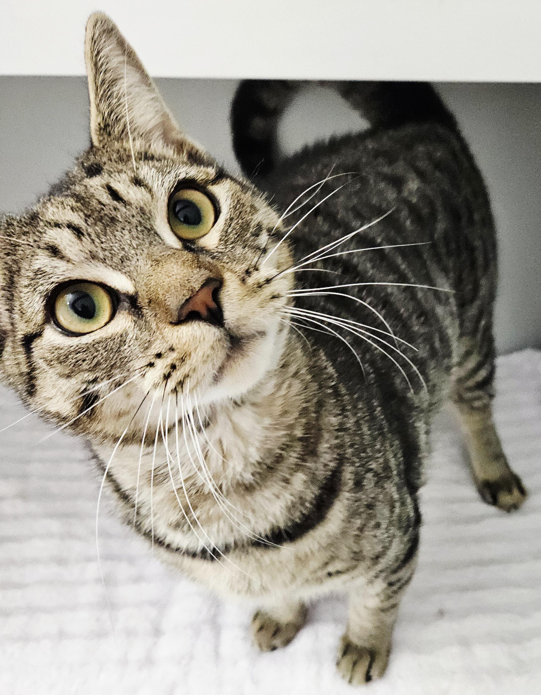 Kelby, adopted, Young Male Tabby & Maine Coon.