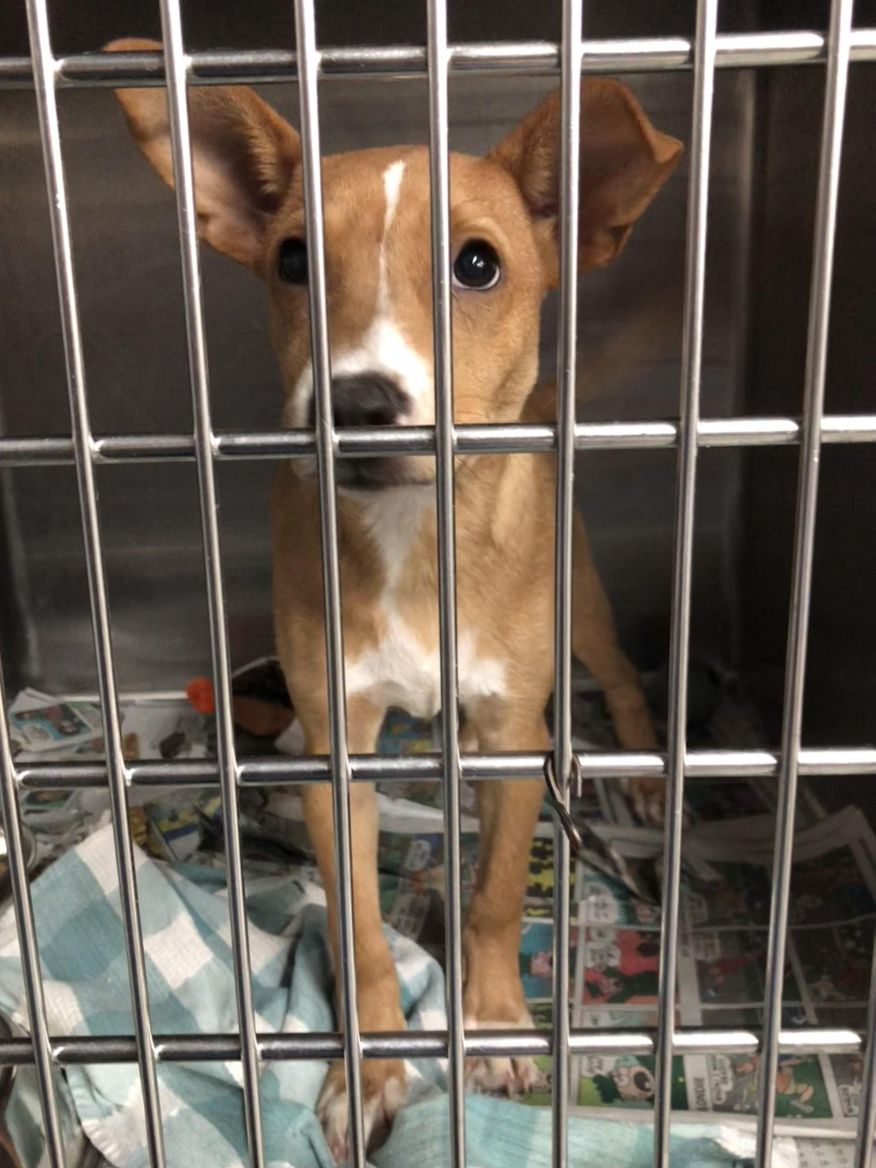 Solla, adoptable, Puppy Female Mixed Breed.
