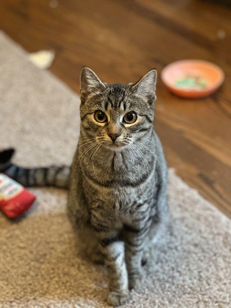 Juniper, Adoptable, Kitten Female Domestic Short Hair.