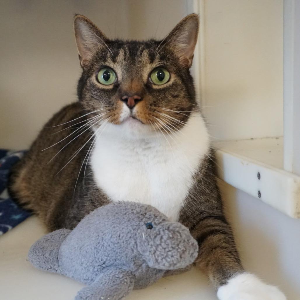 Oliver, Adoptable, Senior Male Domestic Short Hair.