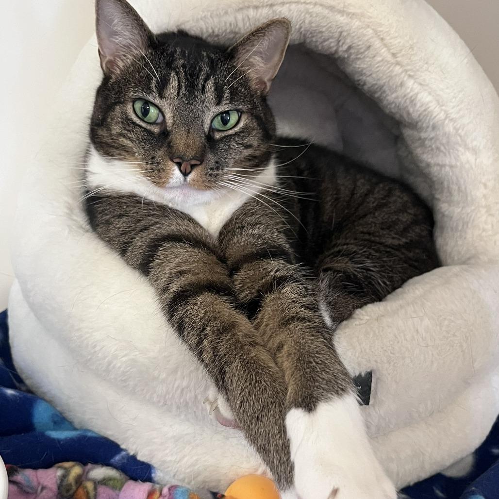 Oliver, Adoptable, Senior Male Domestic Short Hair.