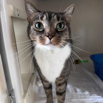 Oliver, a Adoptable Domestic Short Hair in Ashland, MA image 2/3