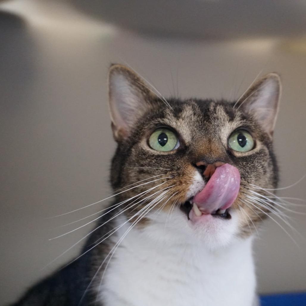 Enlarge Oliver, a Adoptable Domestic Short Hair in Ashland, MA image 3/4