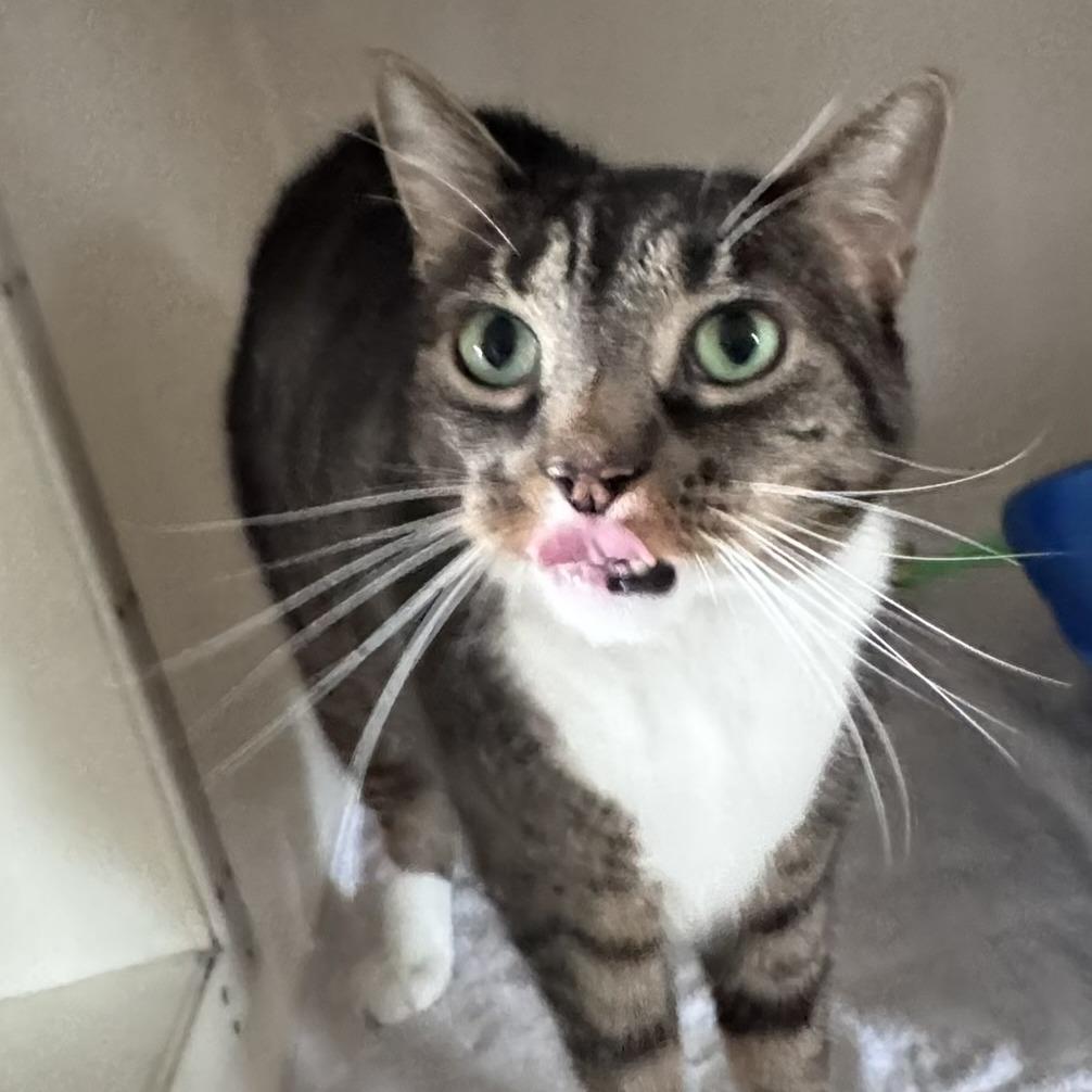 Oliver, a Adoptable Domestic Short Hair in Ashland, MA image 3/3