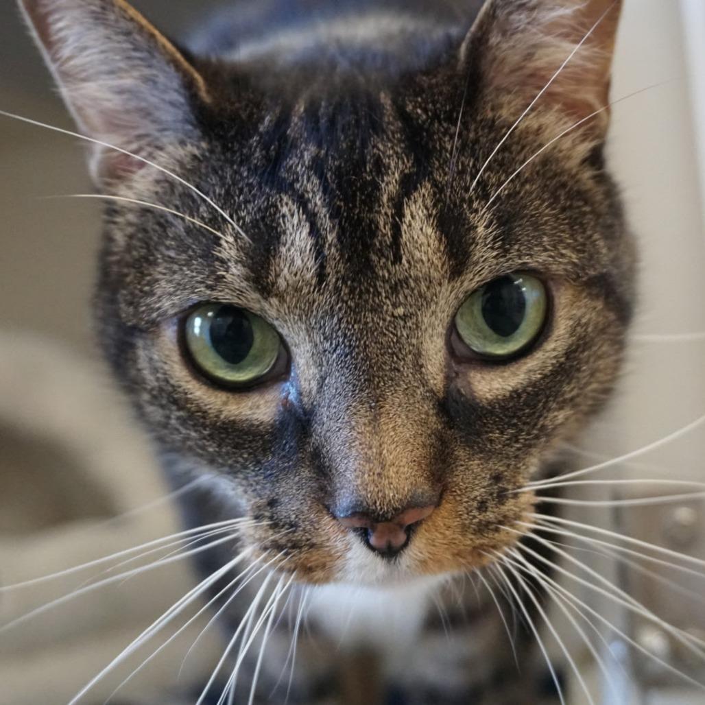 Enlarge Oliver, a Adoptable Domestic Short Hair in Ashland, MA image 4/4