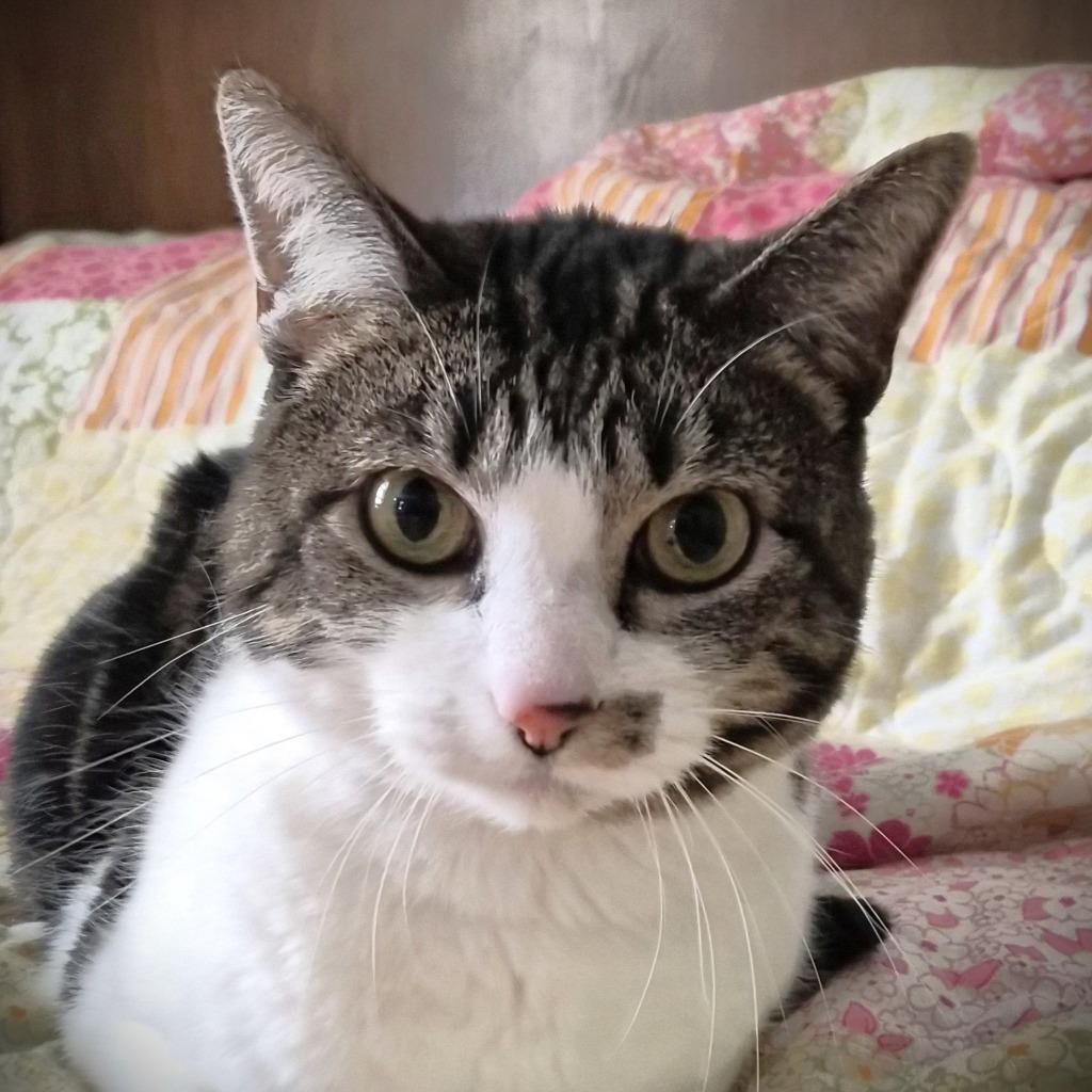 Heather, Adoptable, Senior Female Domestic Short Hair.