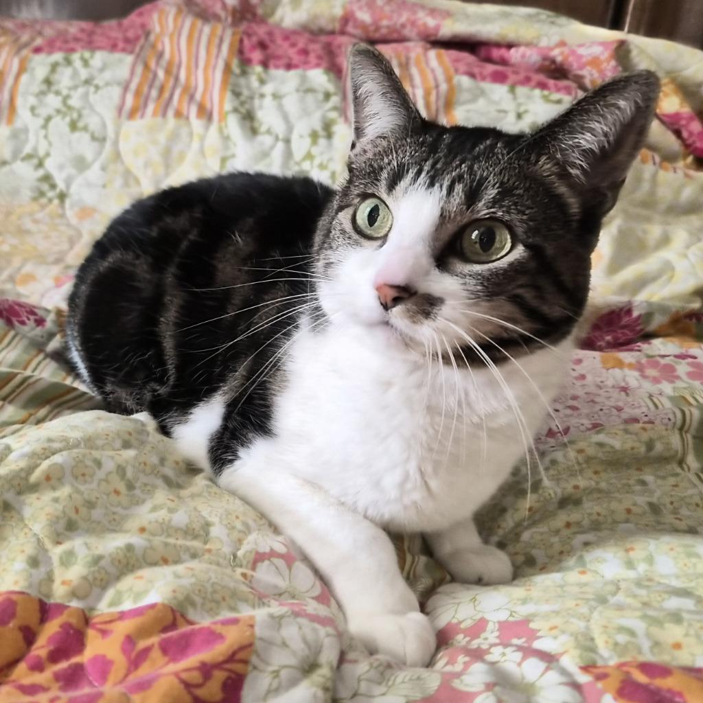 Enlarge Heather, a Adoptable mixed breed in Columbia, IL image 3/6