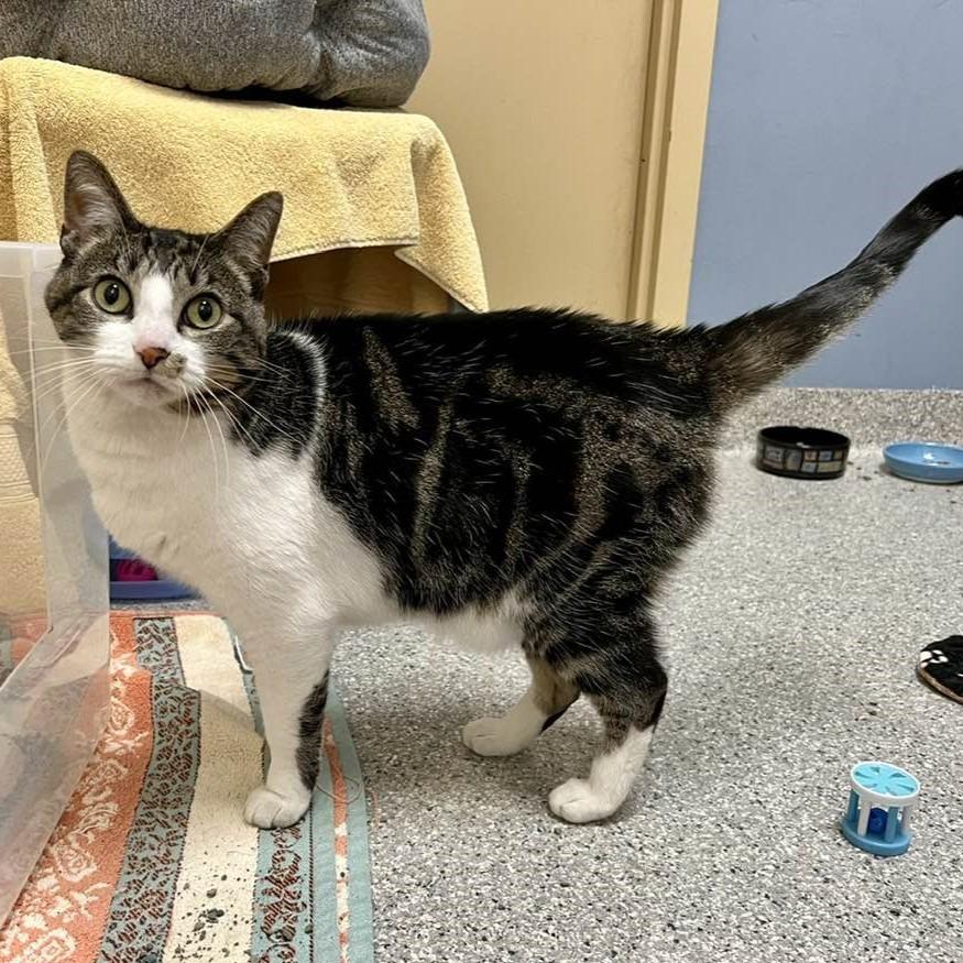 Enlarge Heather, a Adoptable mixed breed in Columbia, IL image 3/6