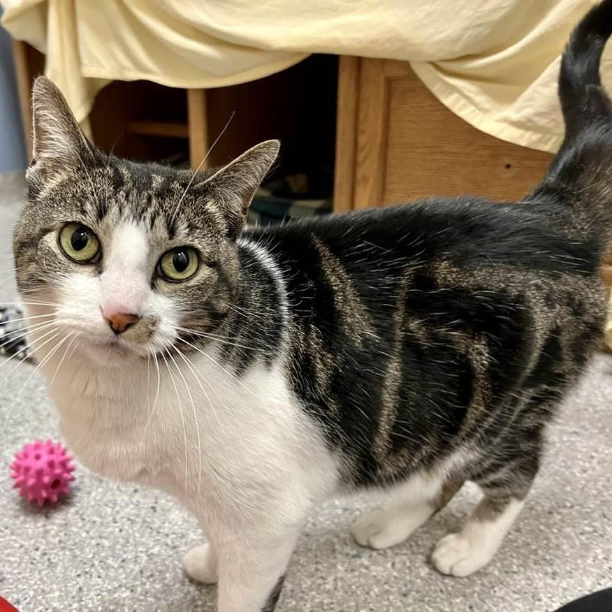 Enlarge Heather, a Adoptable mixed breed in Columbia, IL image 4/6