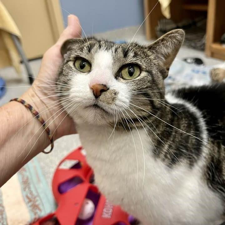 Enlarge Heather, a Adoptable mixed breed in Columbia, IL image 4/4