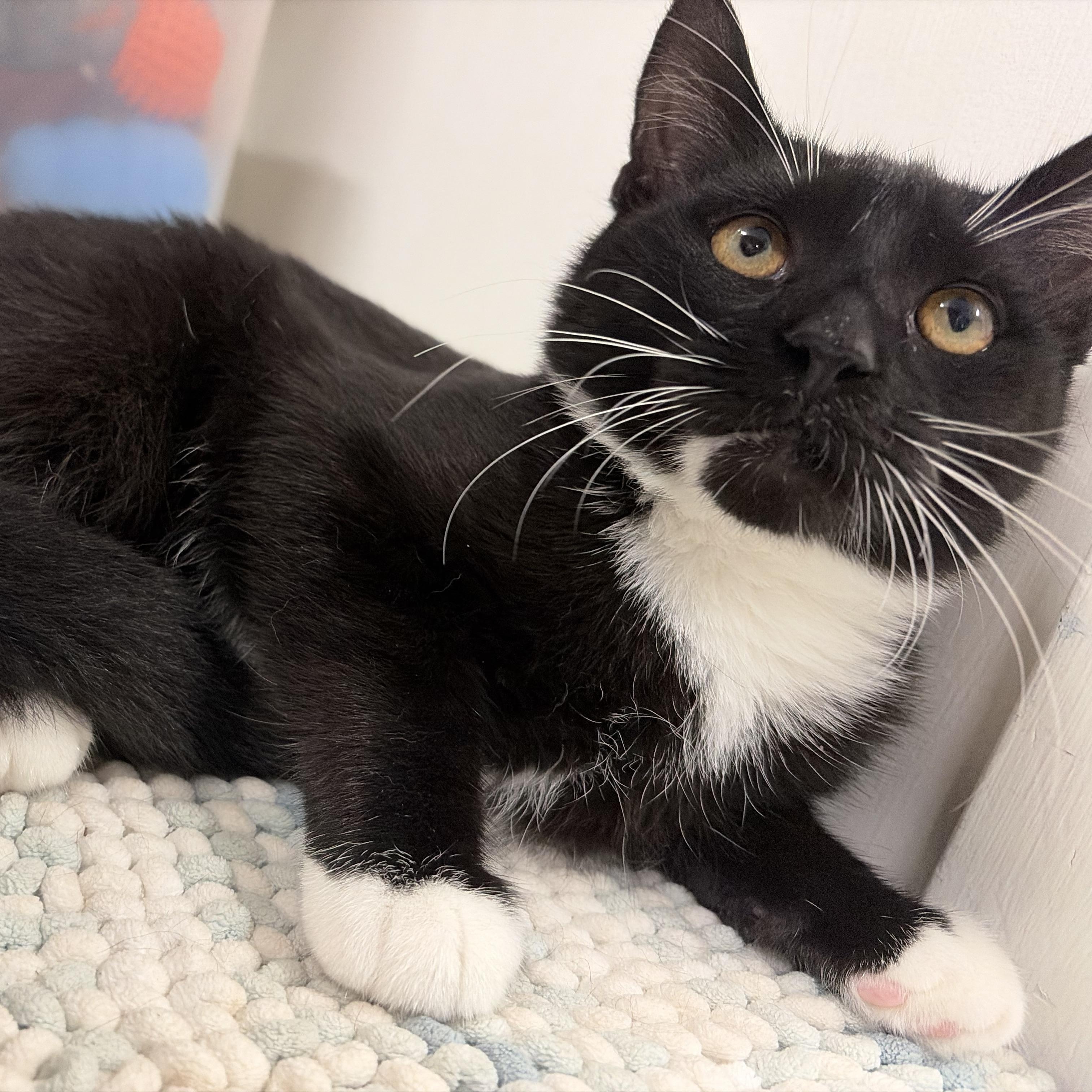 Enlarge Pluto, a ADOPTABLE Domestic Short Hair in Mansfield, CT image 2/2