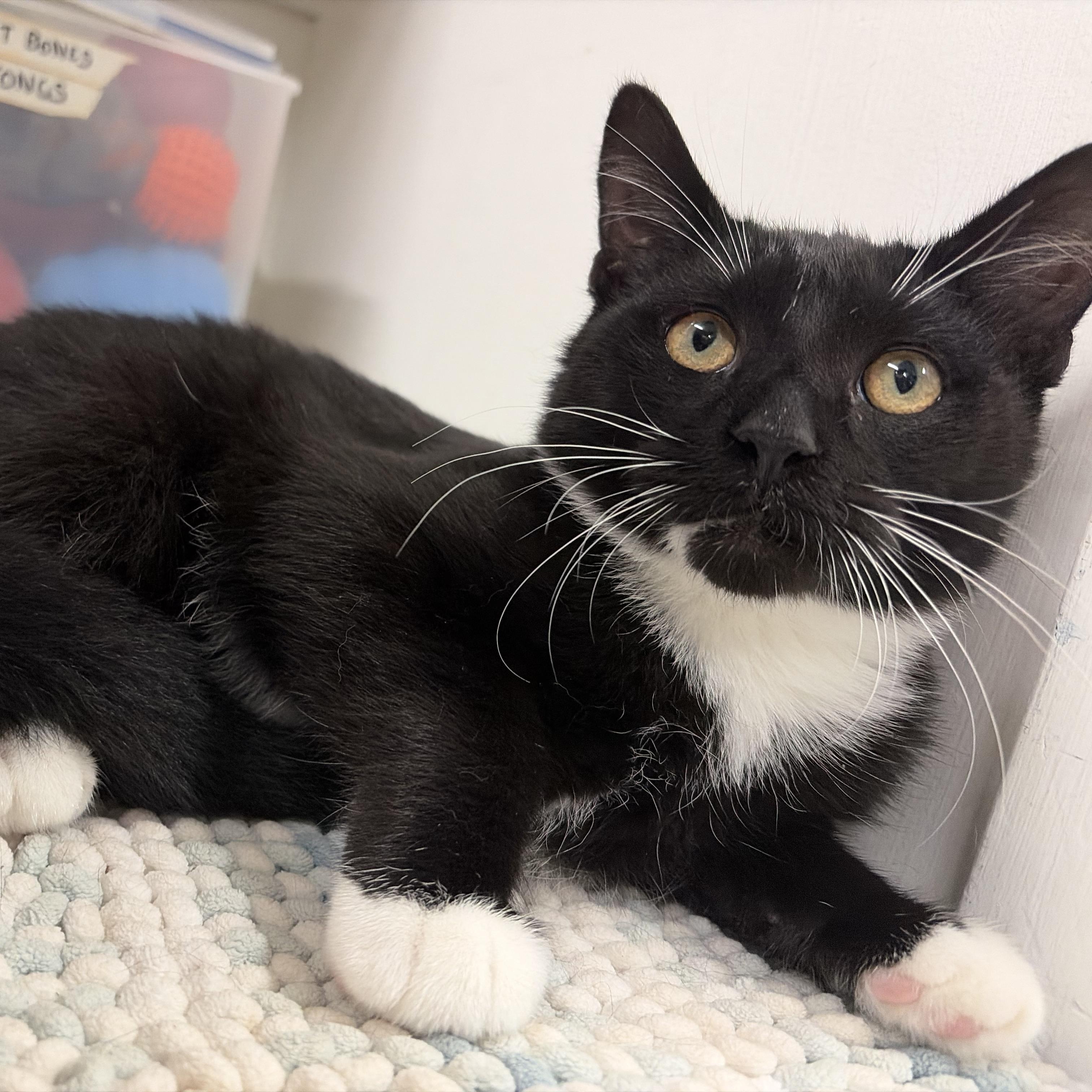 Pluto, ADOPTABLE, Young Male Domestic Short Hair.