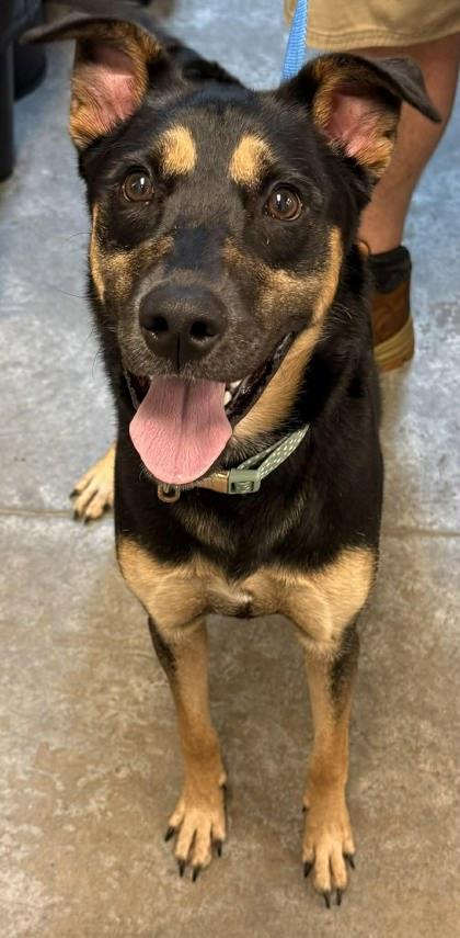 Posey, Adoptable, Young Female Shepherd & Mixed Breed.