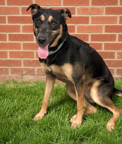 Enlarge Posey, a Adoptable mixed breed in Bowling Green, KY image 2/2