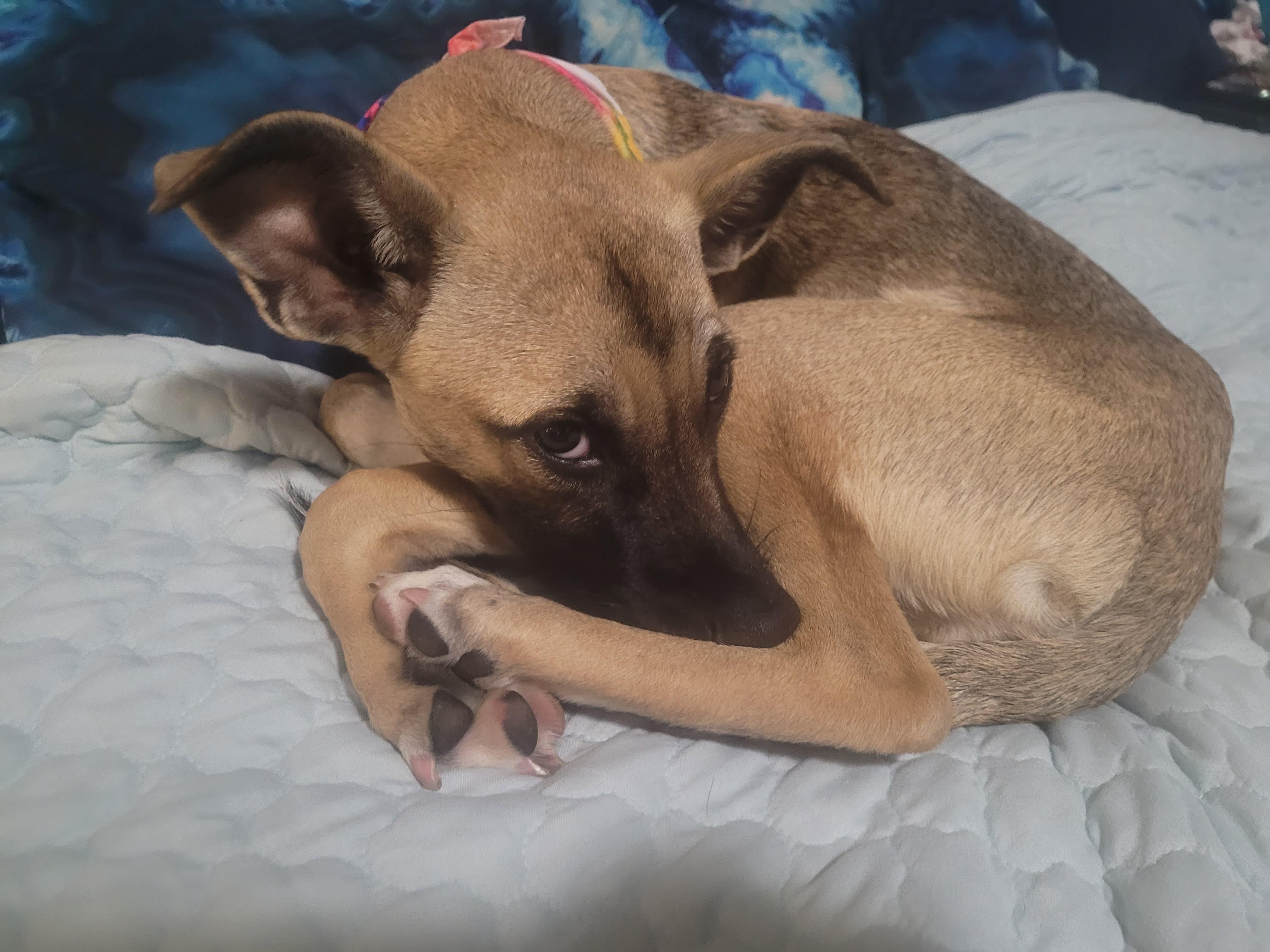 Dawn- sweet and loyal puppy