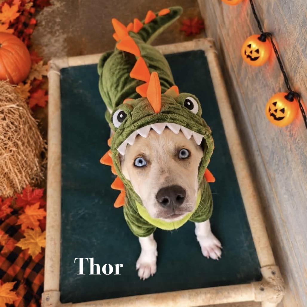 Enlarge Thor, a Adoptable mixed breed in Oxford, ME image 2/4