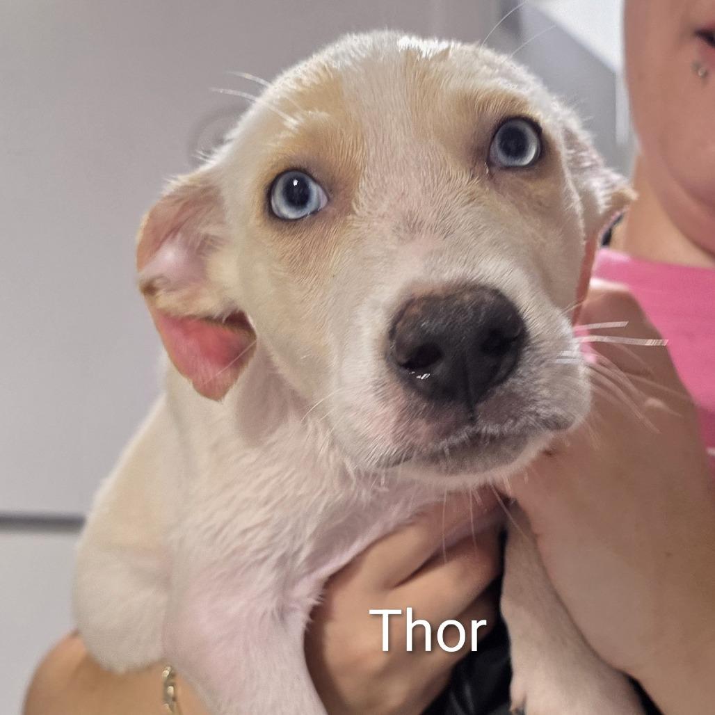 Enlarge Thor, a Adoptable mixed breed in Oxford, ME image 3/4