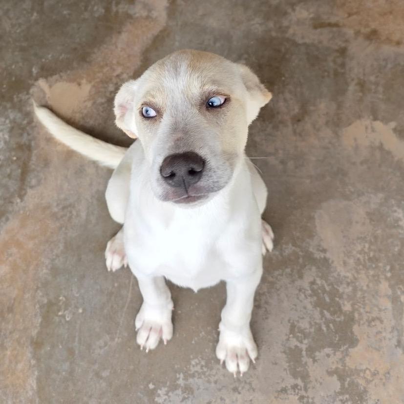 Enlarge Thor, a Adoptable mixed breed in Oxford, ME image 4/4