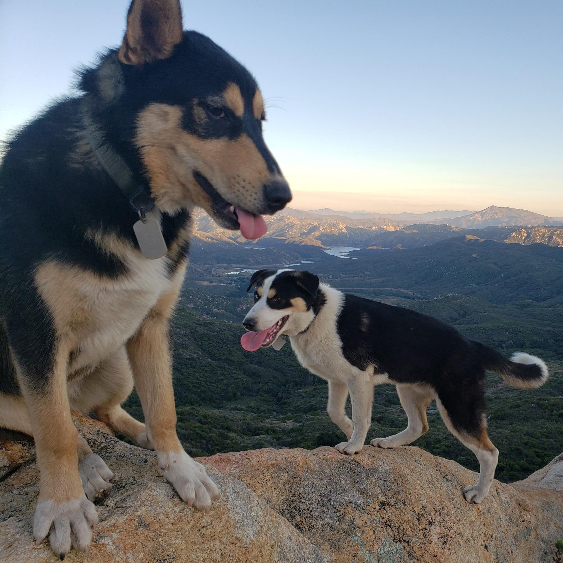 Enlarge Coax (and Jameson), a ADOPTABLE mixed breed in San Diego, CA image 4/6