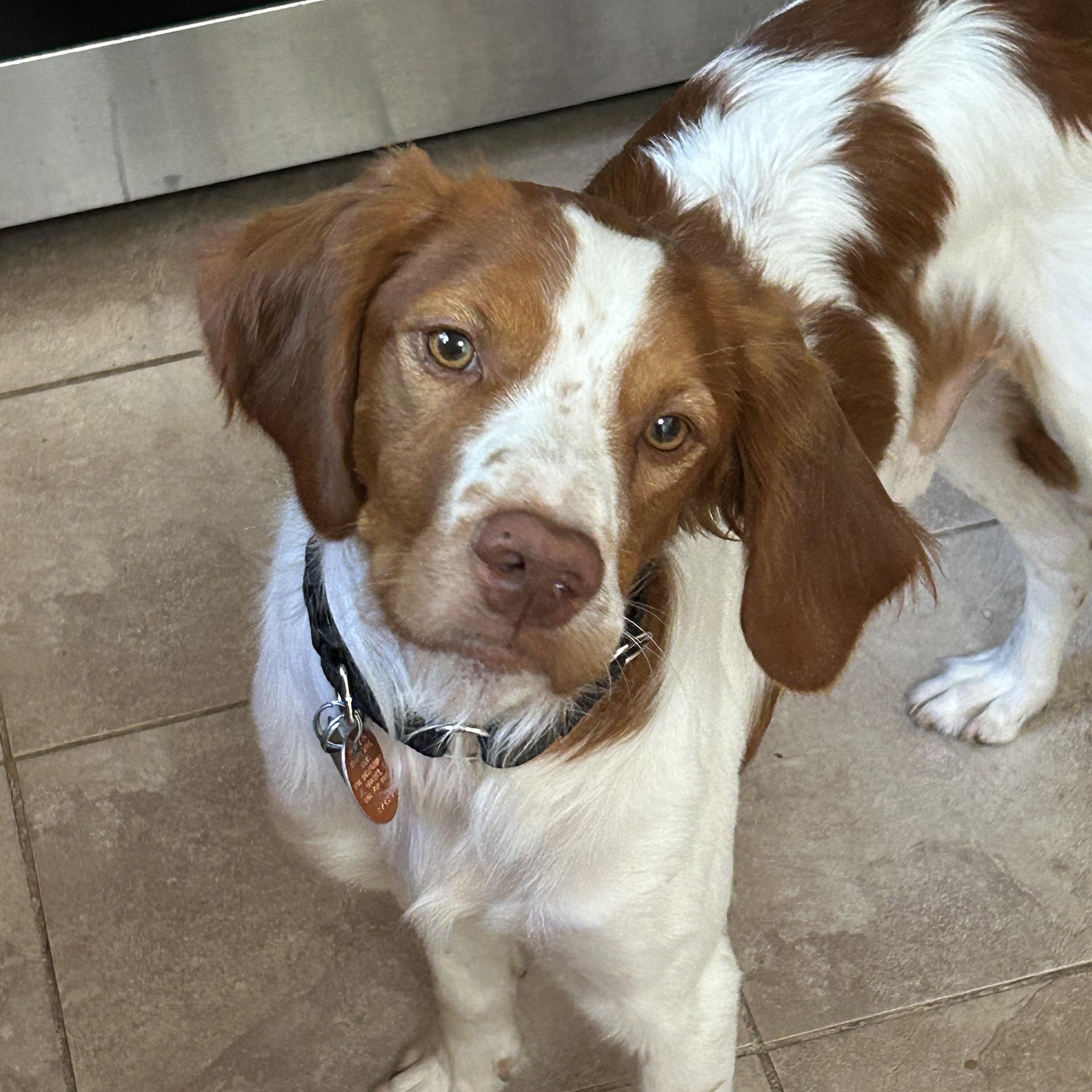 Rory, ADOPTABLE, Young Male Brittany Spaniel.