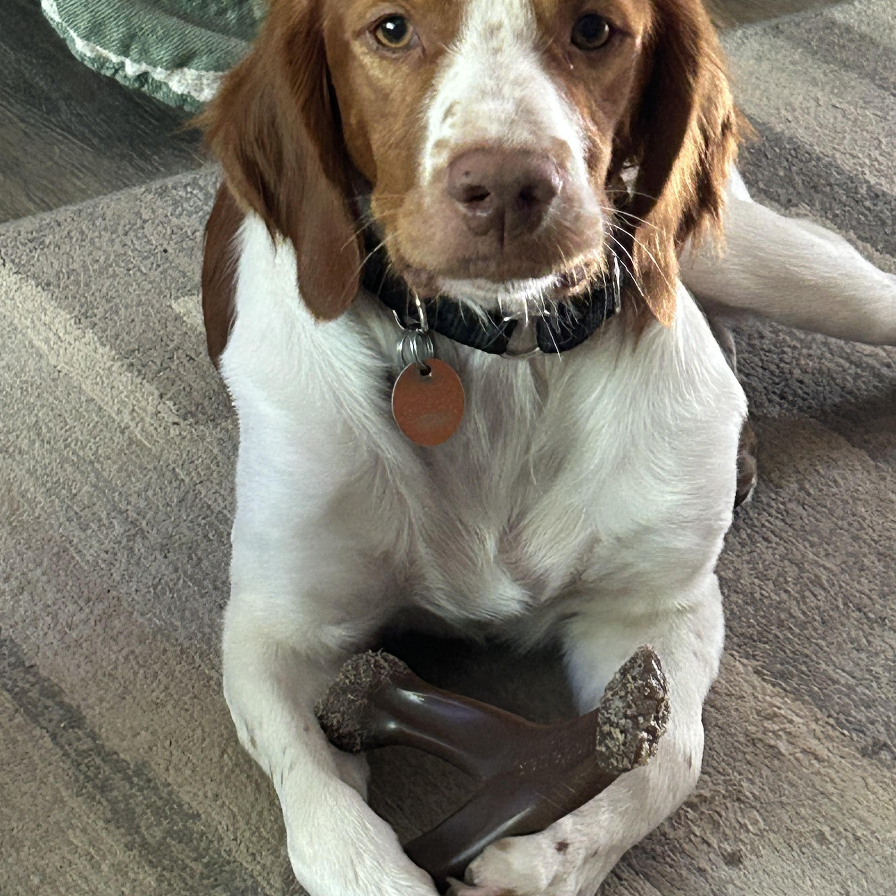 Rory, a ADOPTABLE Brittany Spaniel in Marion, MA image 2/4