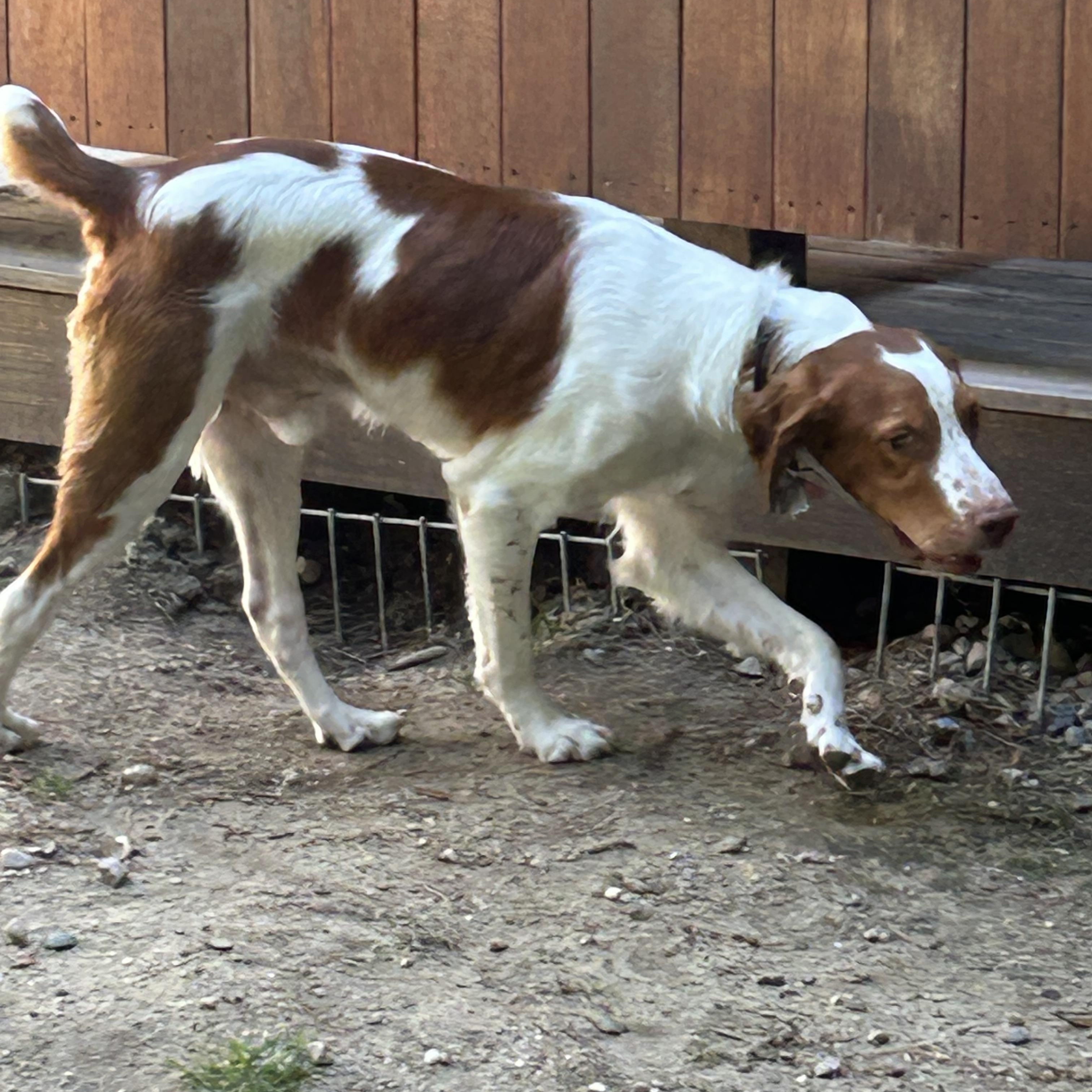 Rory, a ADOPTABLE Brittany Spaniel in Marion, MA image 4/4