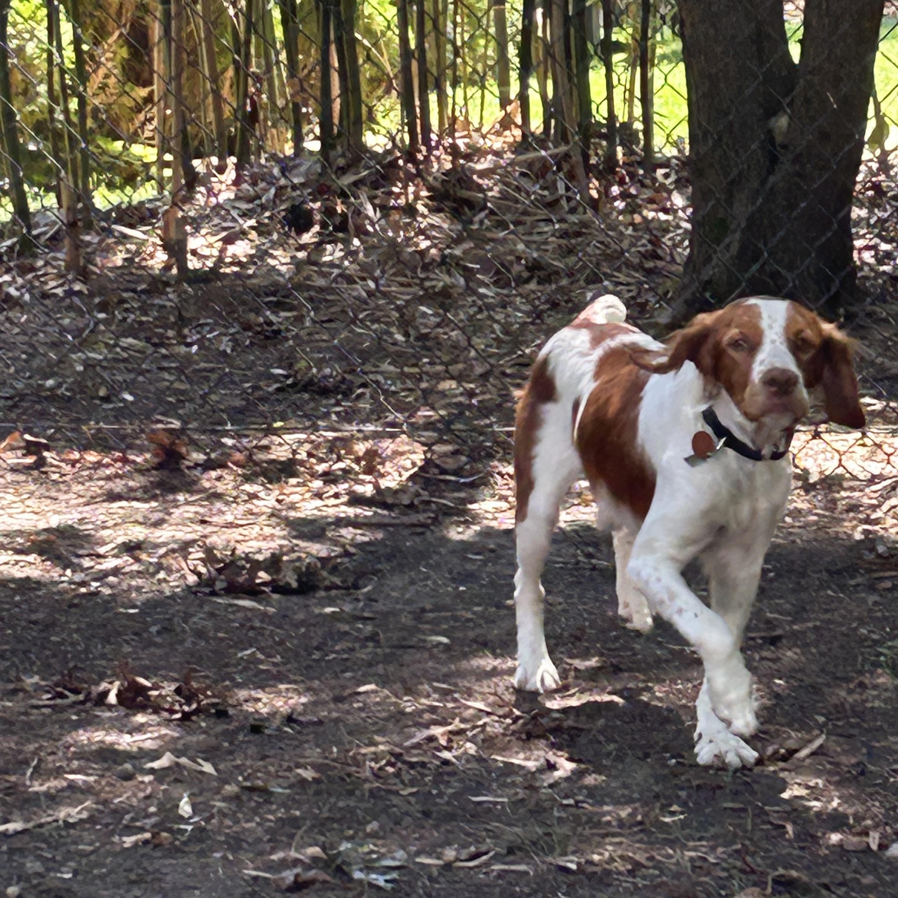 Rory, a ADOPTABLE Brittany Spaniel in Marion, MA image 3/4