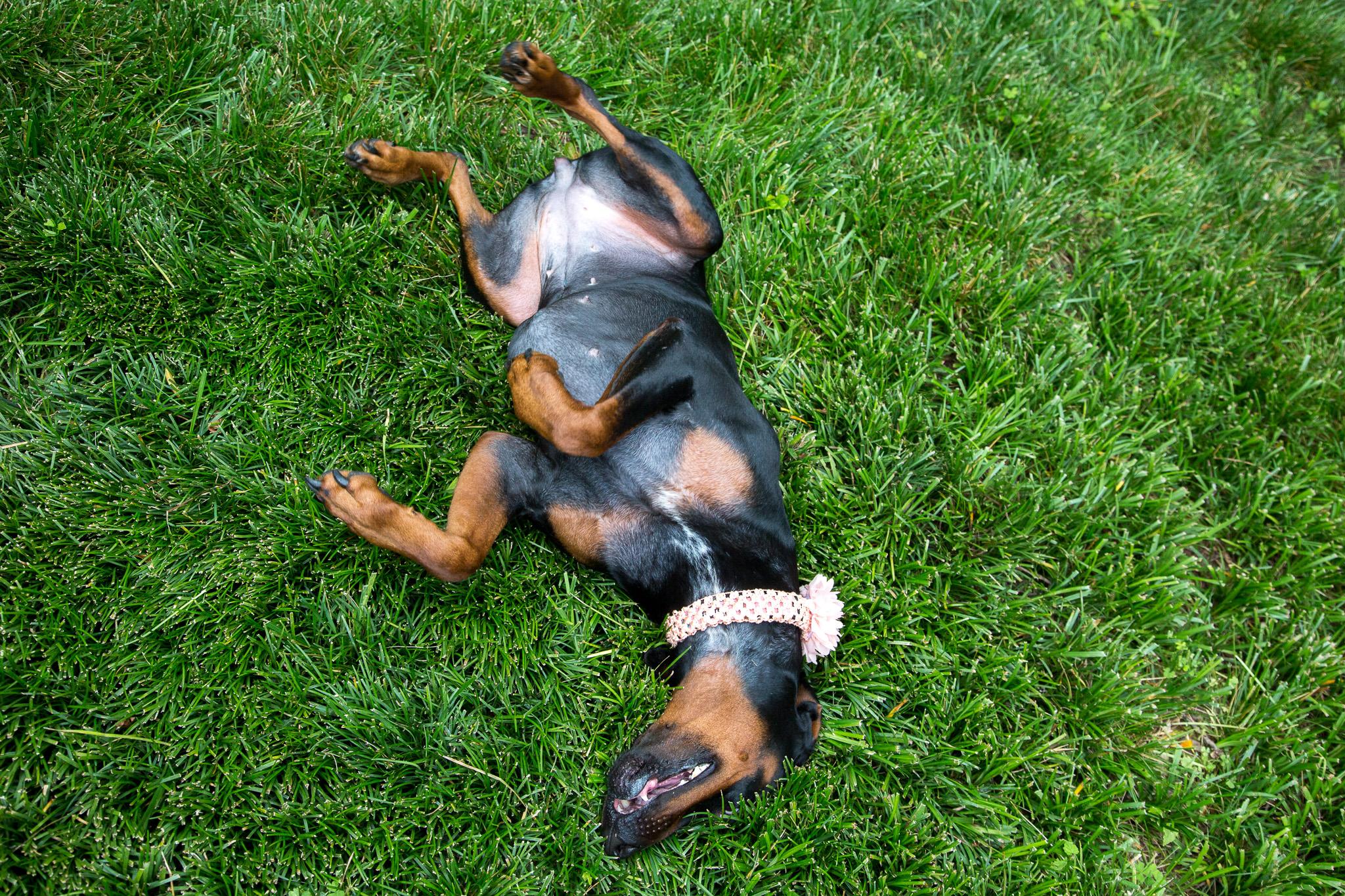 Harmony, Adopted, Adult Female Doberman Pinscher.