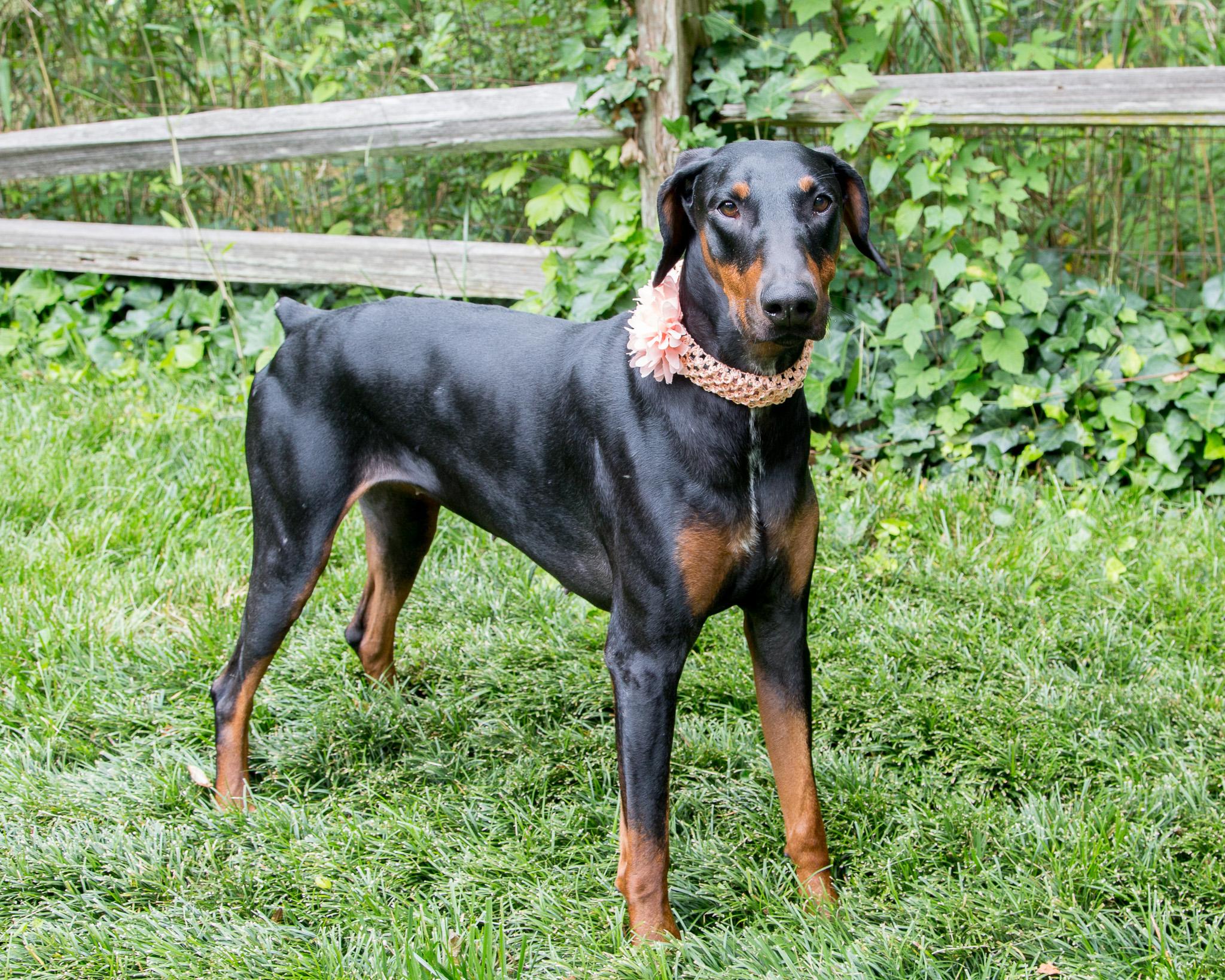 Enlarge Harmony, a Adopted Doberman Pinscher in Atlanta, GA image 2/6
